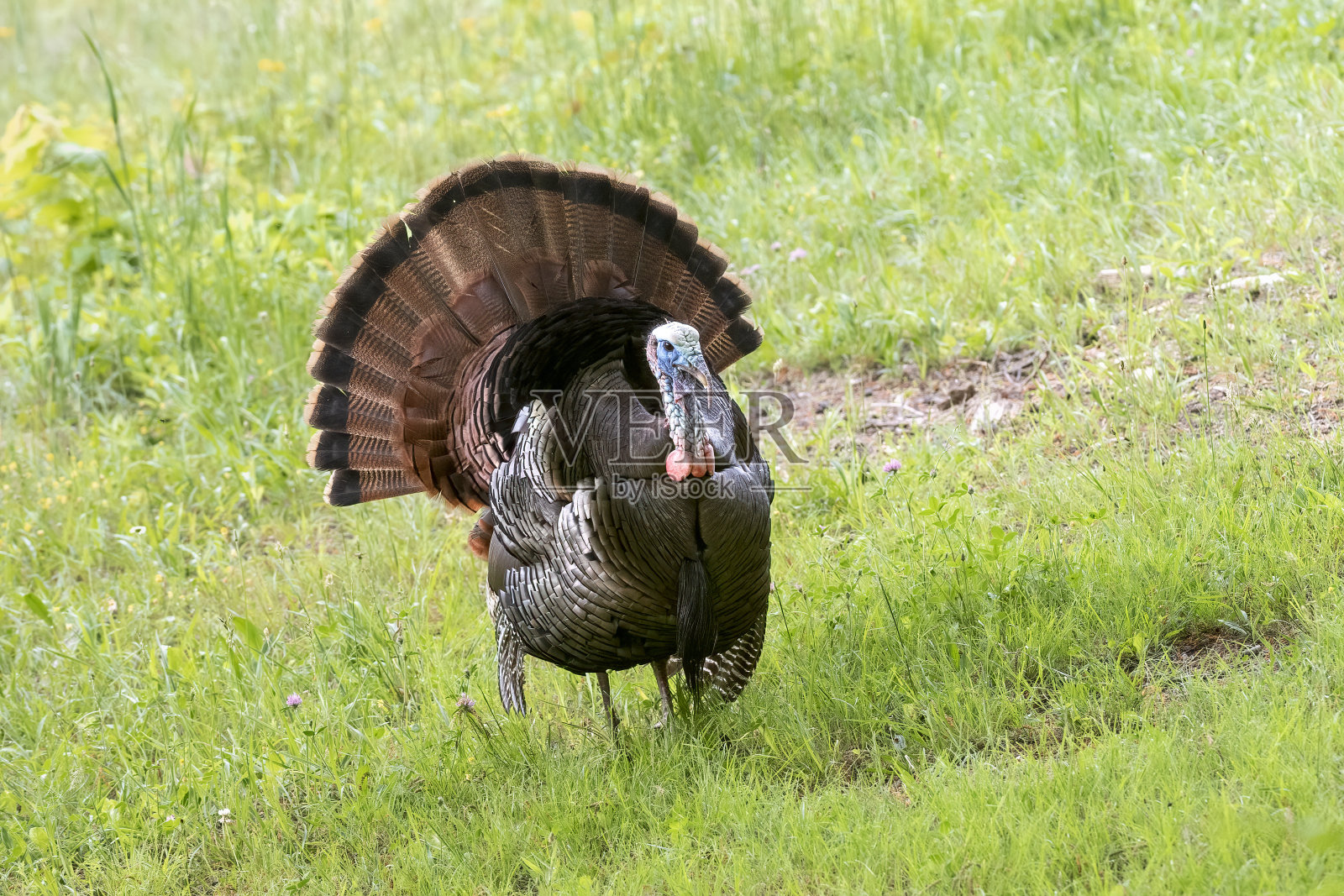 野生火鸡照片摄影图片