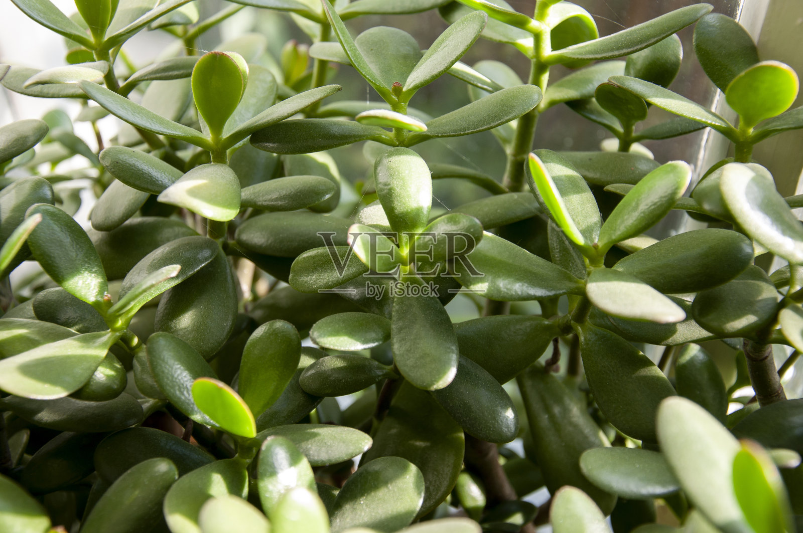 美丽的热带植物克拉苏拉或另一种命名的金钱树正在老窗户上生长和开花照片摄影图片