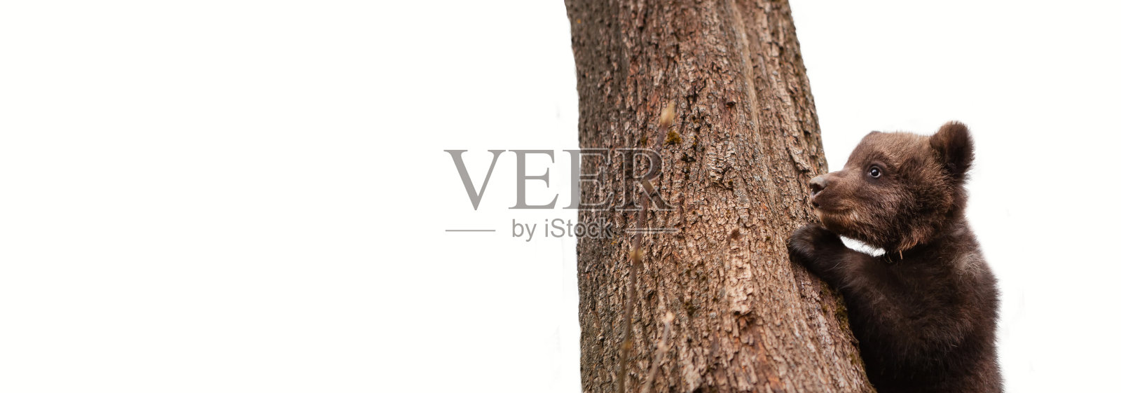 一只小熊爬树的肖像。野生动物保护的概念。孤立在白色的。照片摄影图片