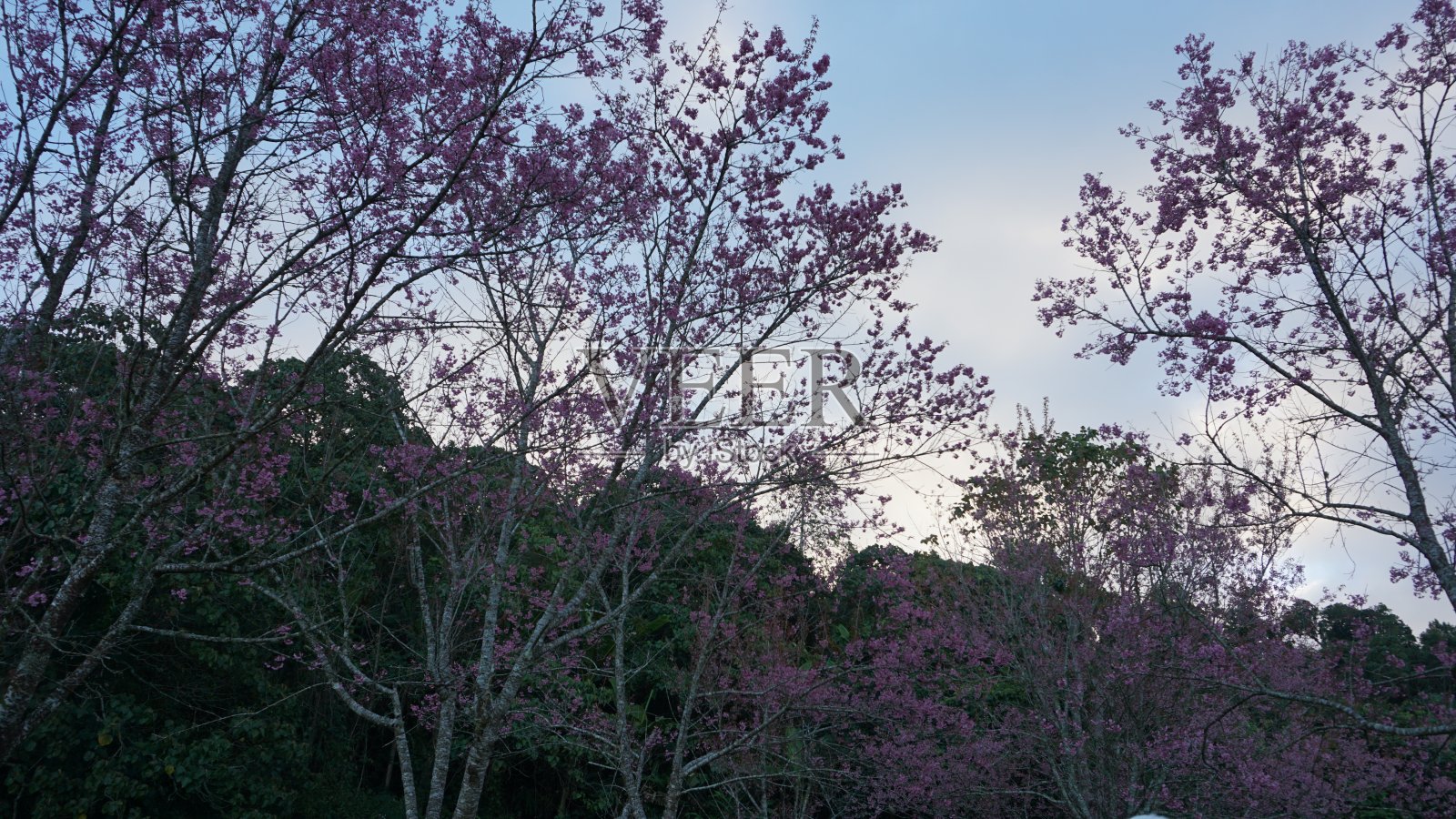 在泰国。照片摄影图片