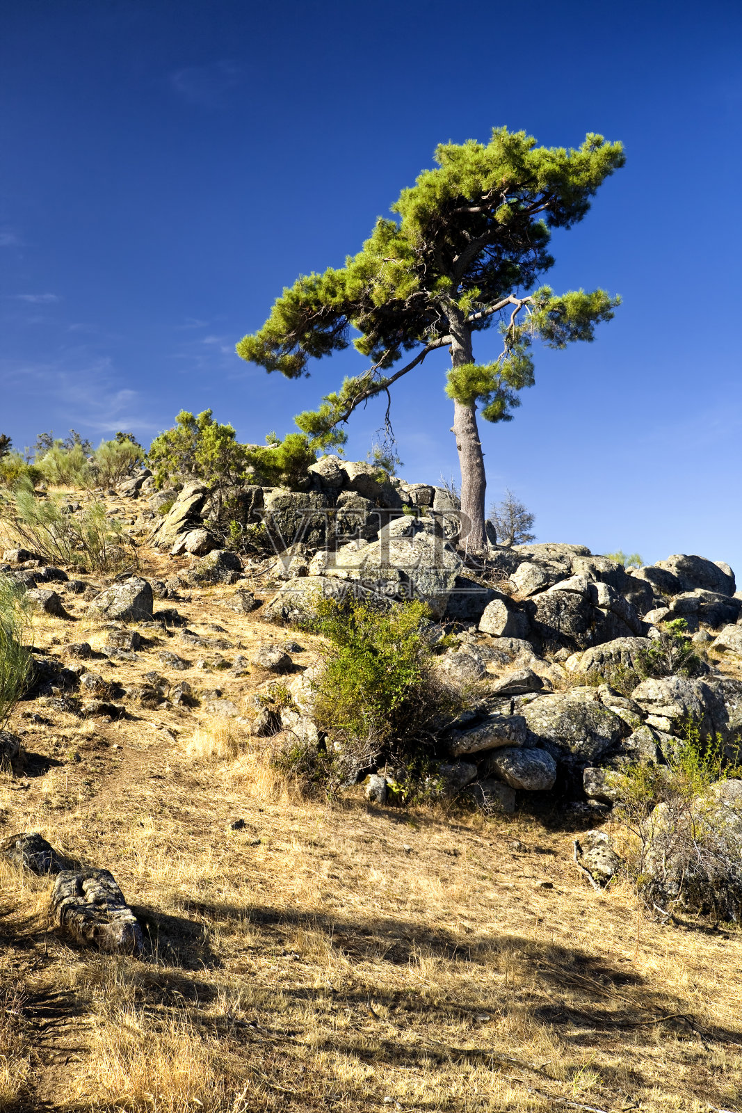 科尼费拉斯照片摄影图片