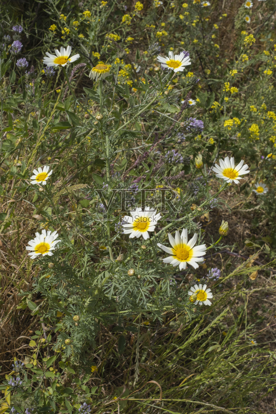 野花雏菊，百合花，特内里费岛，加那利岛，西班牙照片摄影图片