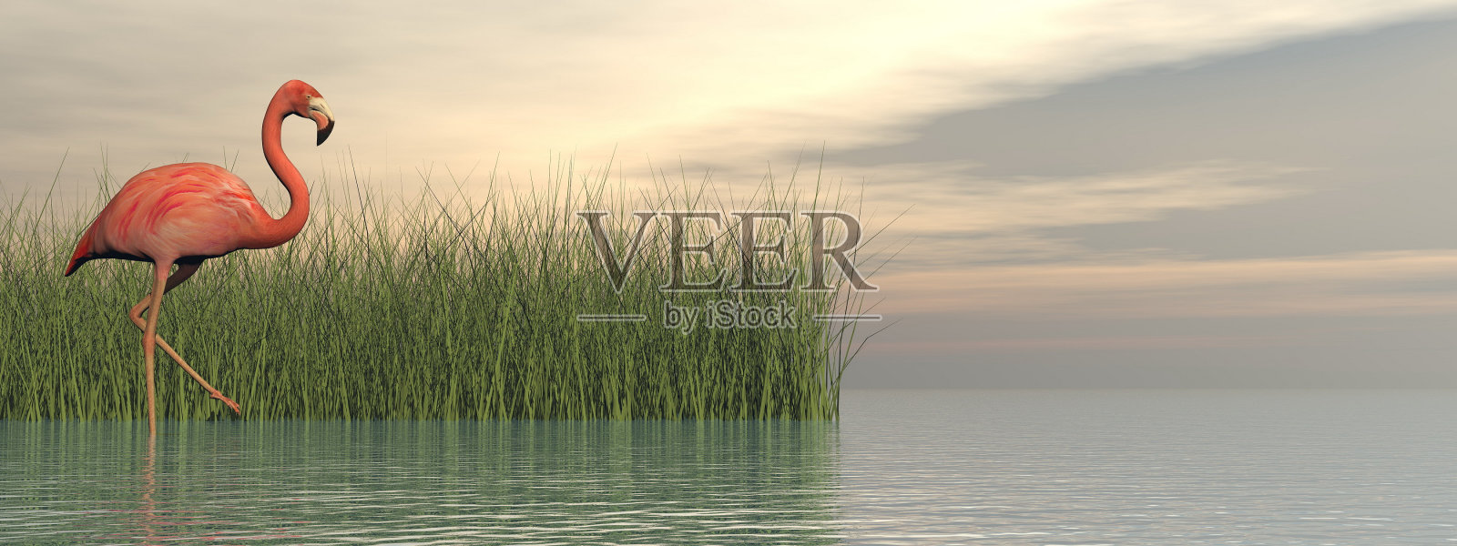 粉红色火烈鸟在自然界- 3D渲染照片摄影图片
