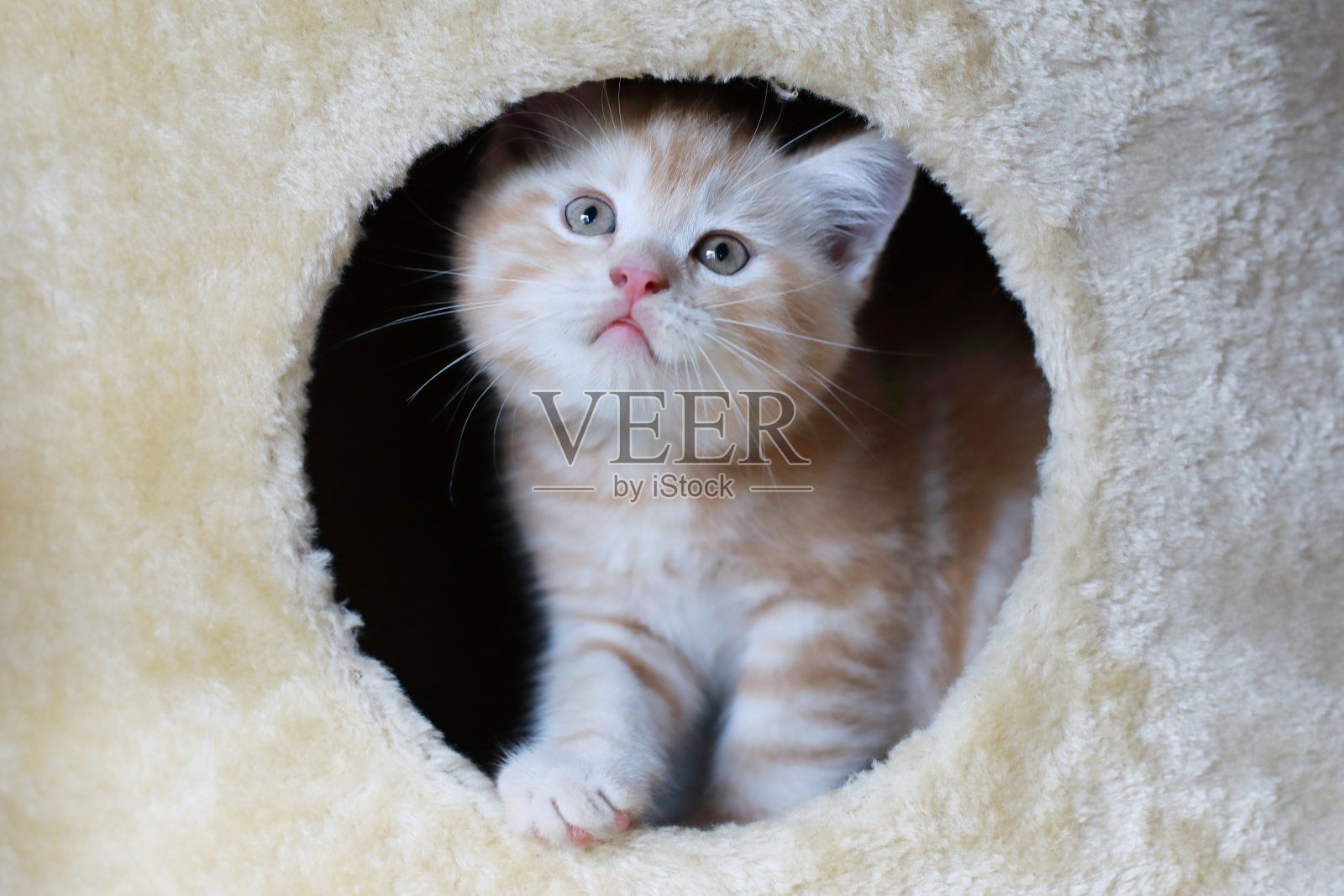 苏格兰折耳猫的肖像。活泼的橙色的猫照片摄影图片