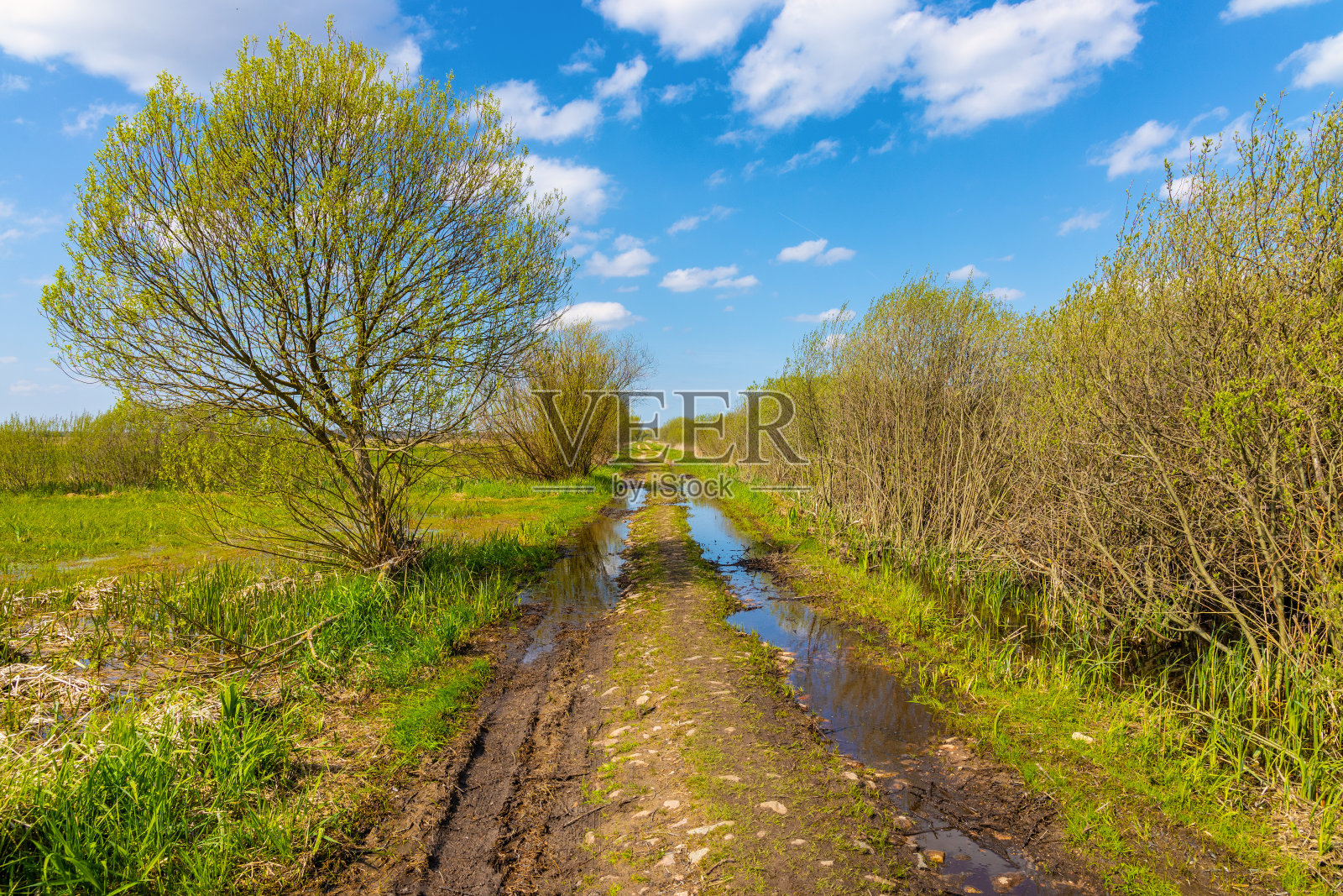 波兰波德拉斯基地区扎基村春天的纳鲁河草地湿地和鸟类野生动物保护区照片摄影图片