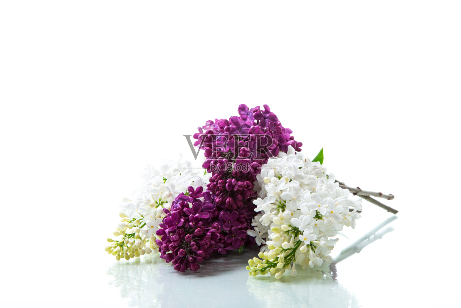 一束美丽的春天紫丁香，不同的颜色照片摄影图片