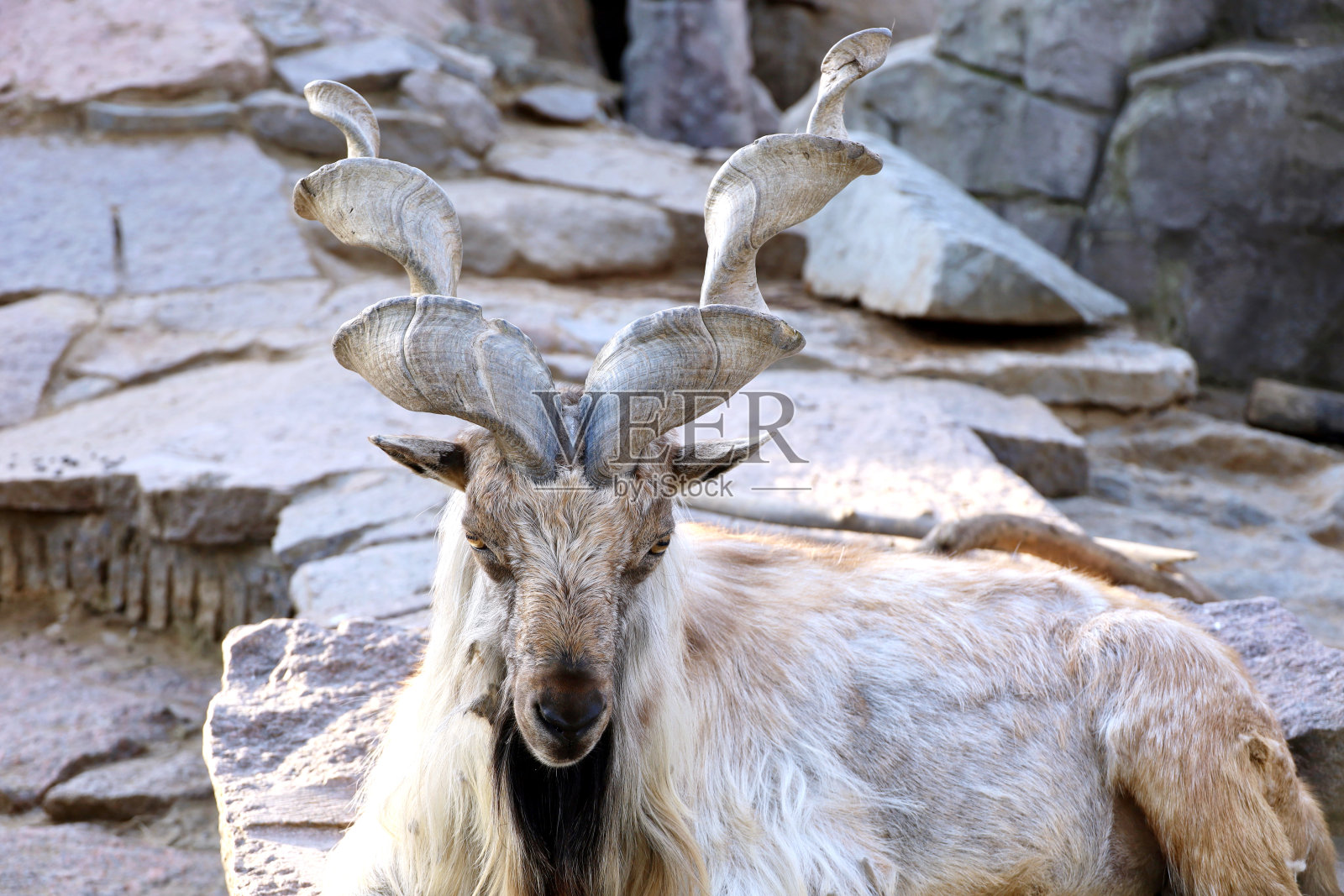 土库曼马克牛在岩石上休息照片摄影图片