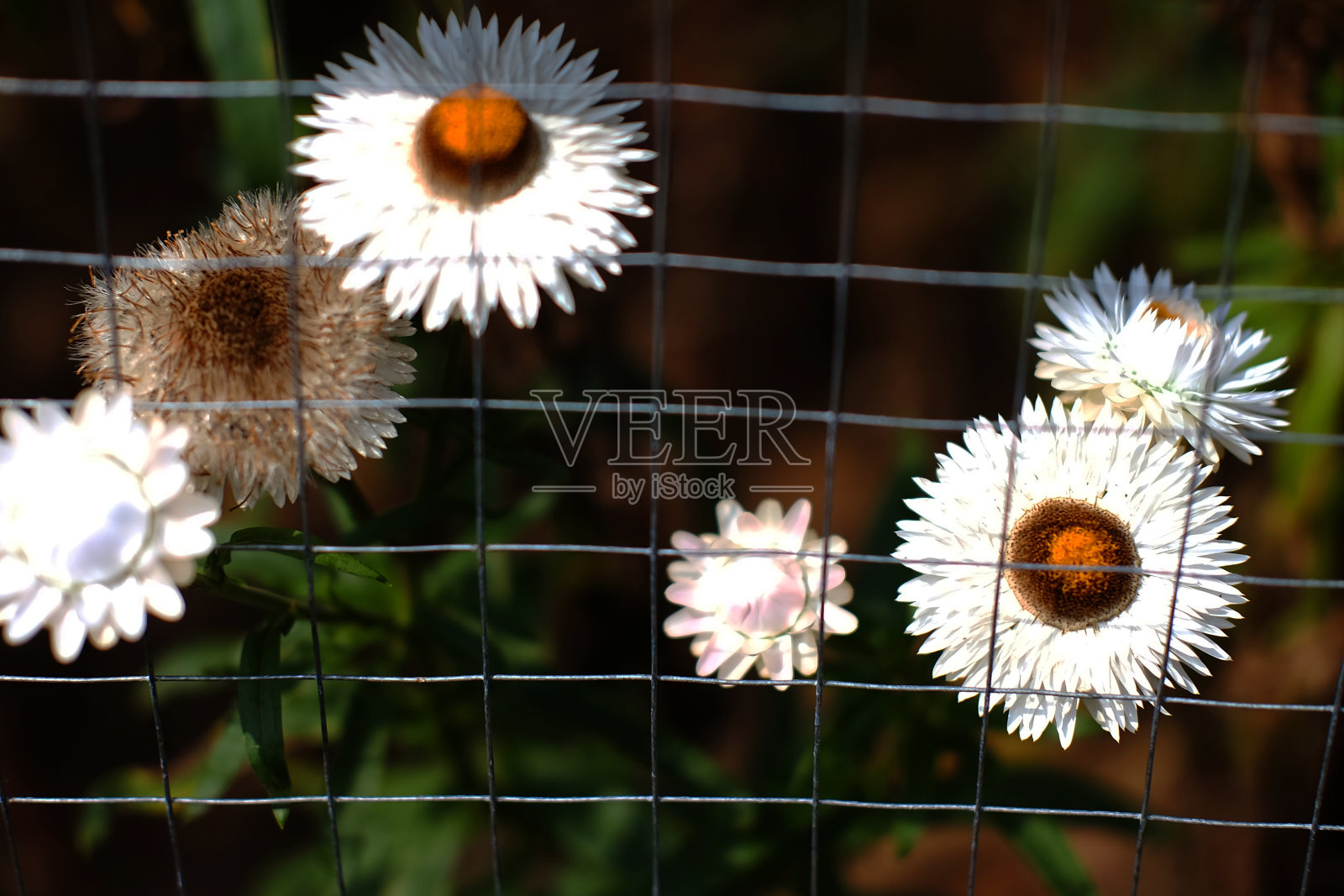 封闭的白色盛开的小苞蜡菊野花或麦秆花，在自然阳光下盛开照片摄影图片