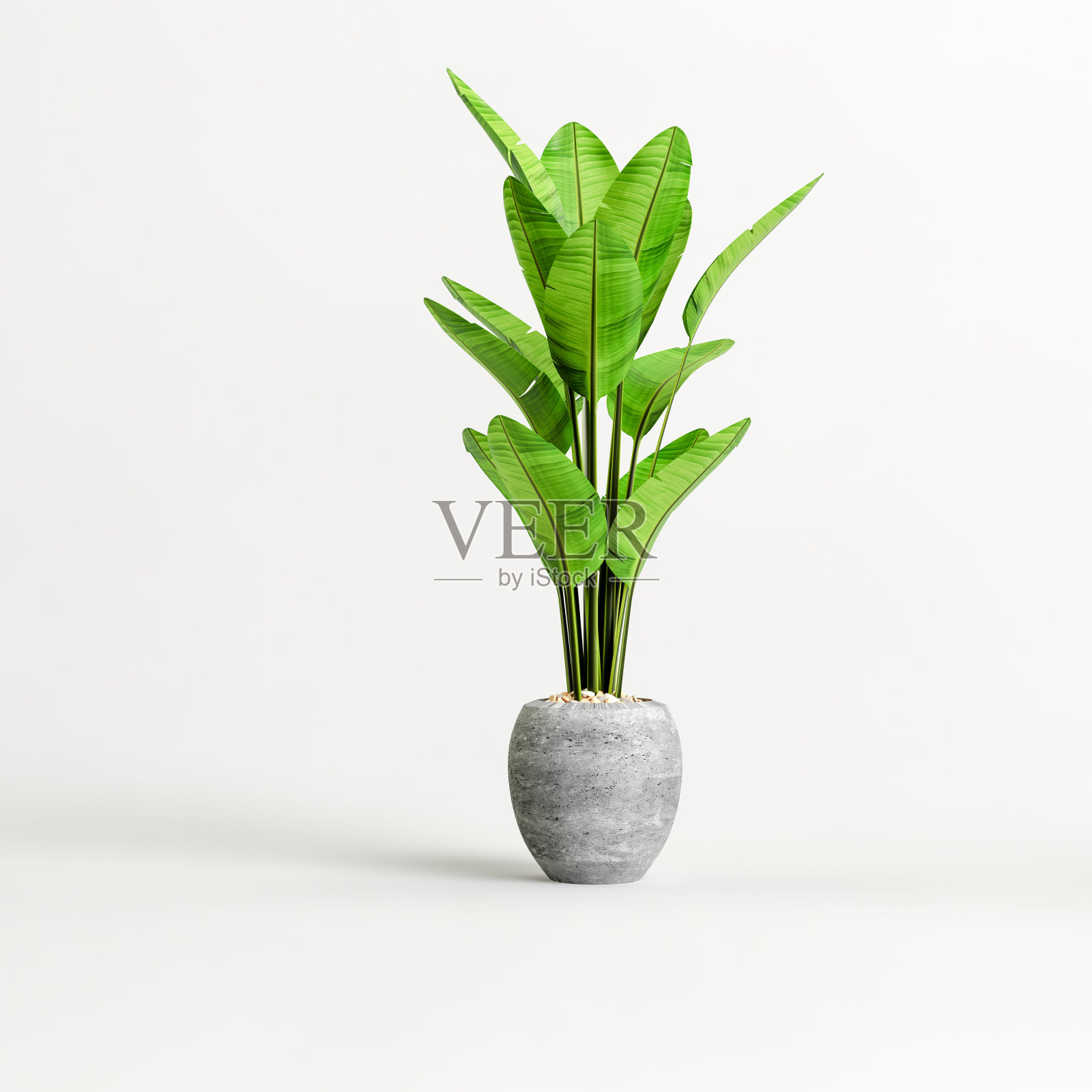 在白色背景上隔离的混凝土室内植物的3d插图照片摄影图片