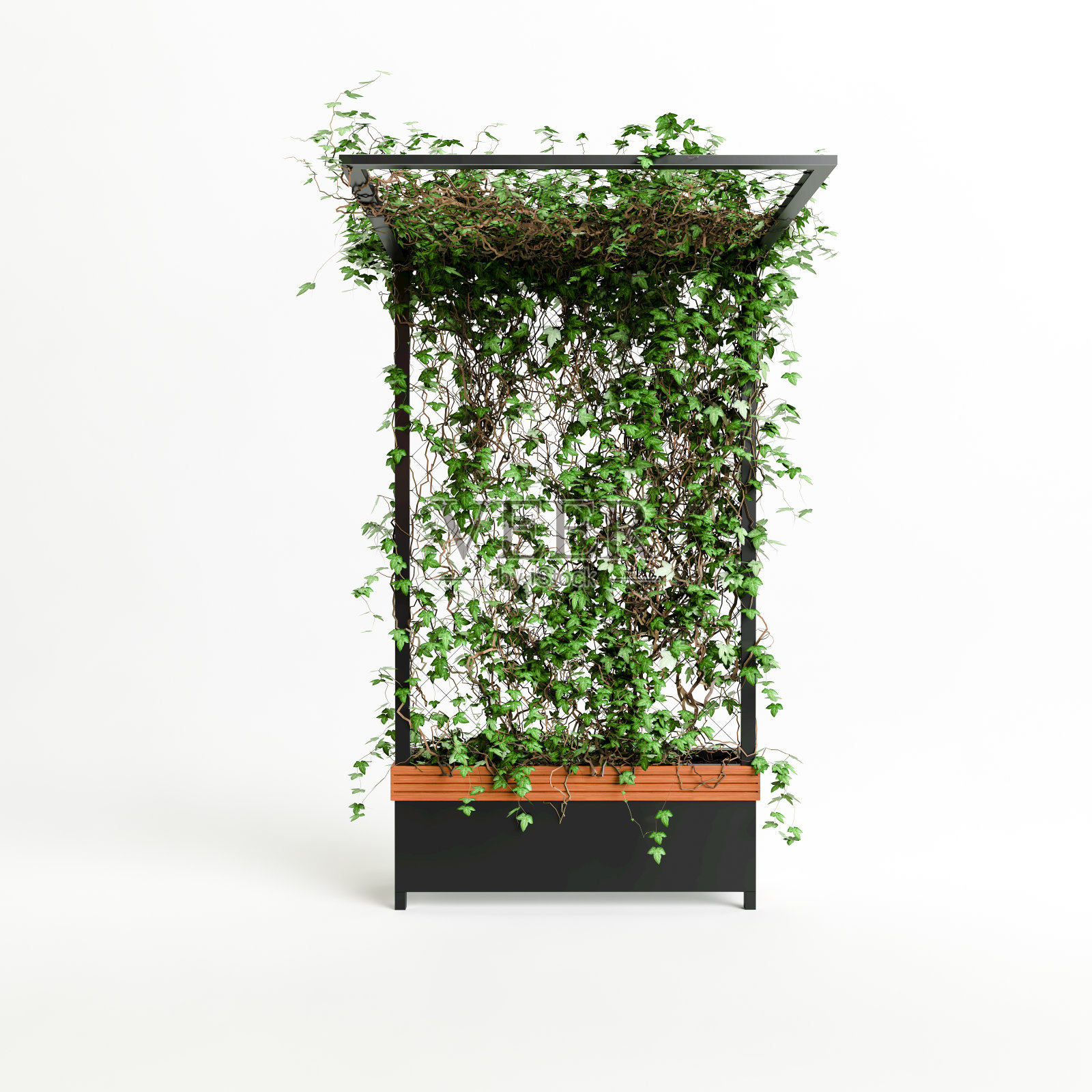 黑色和木制植物与爬山虎孤立在白色背景的3d插图照片摄影图片
