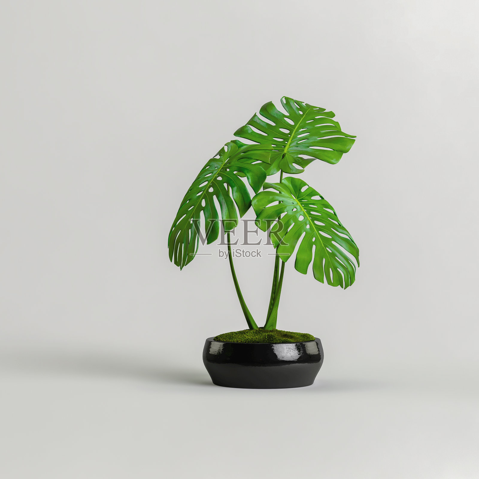 黑色室内植物孤立在白色背景的3d插图照片摄影图片