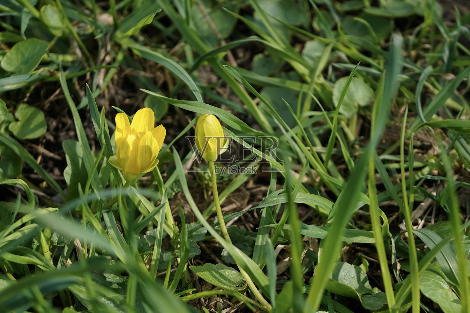 两朵黄色的月牙花在春天的绿草里照片摄影图片