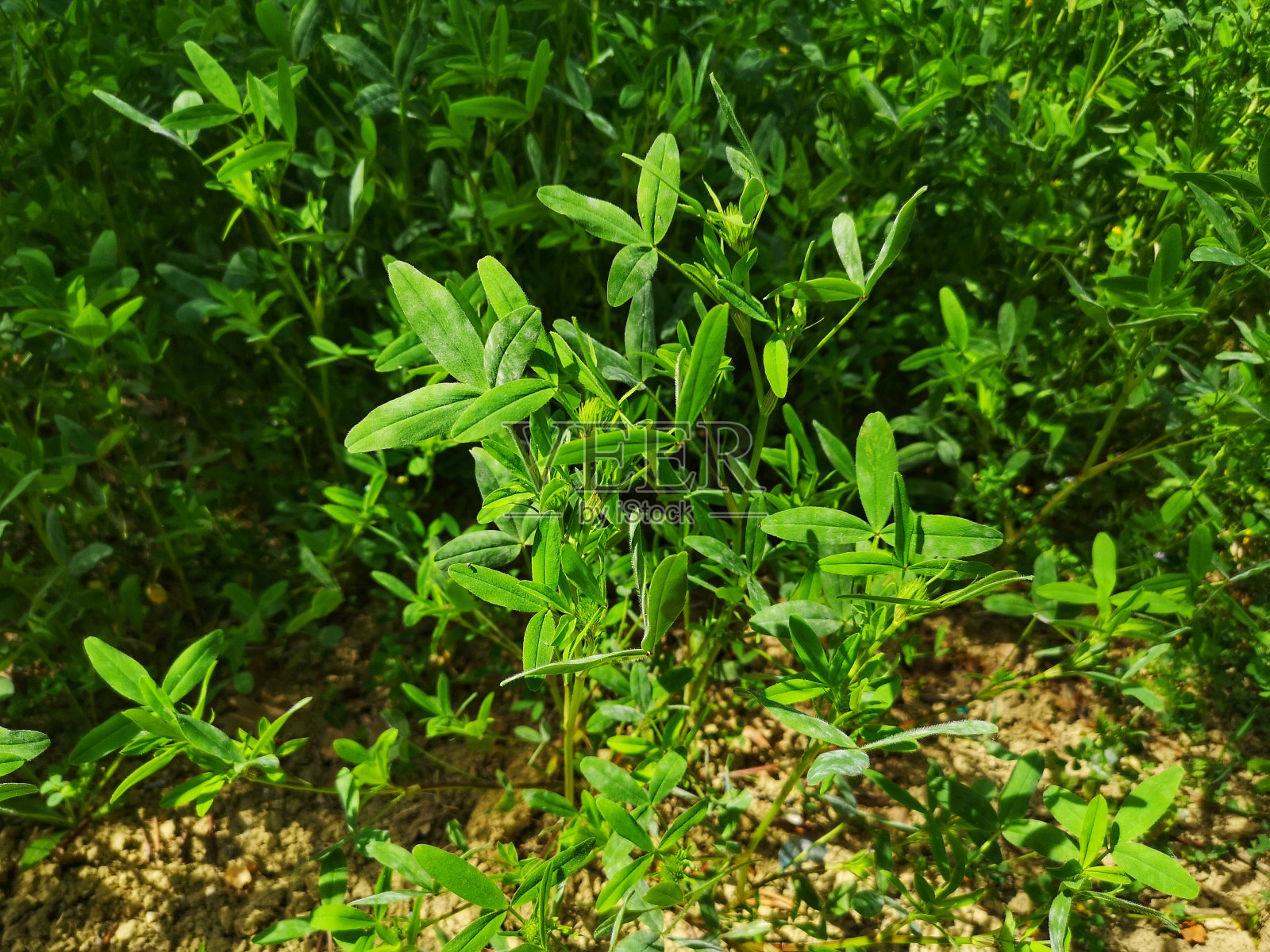 栽培鲜甘草照片摄影图片