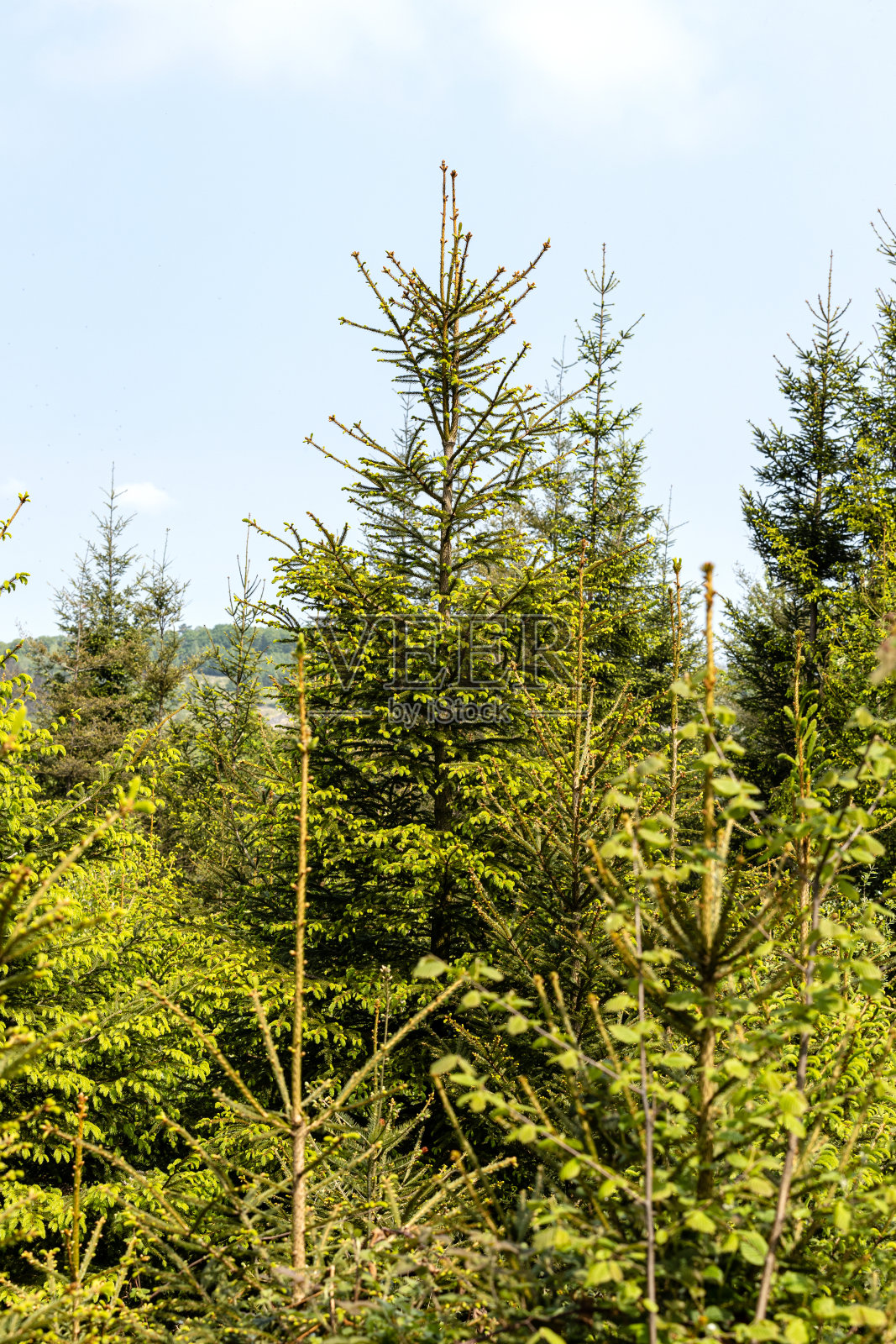 年轻的云杉在春天开花照片摄影图片