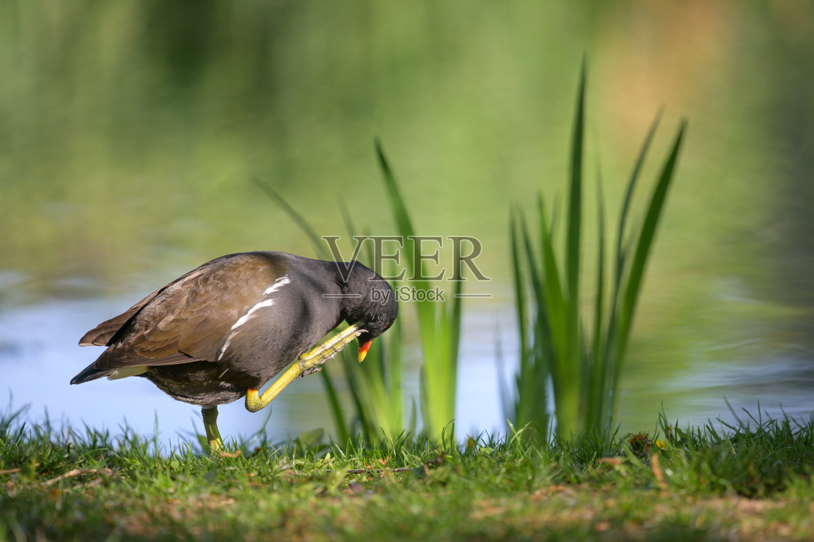 在草地上散步的普通的毛色母鸡照片摄影图片