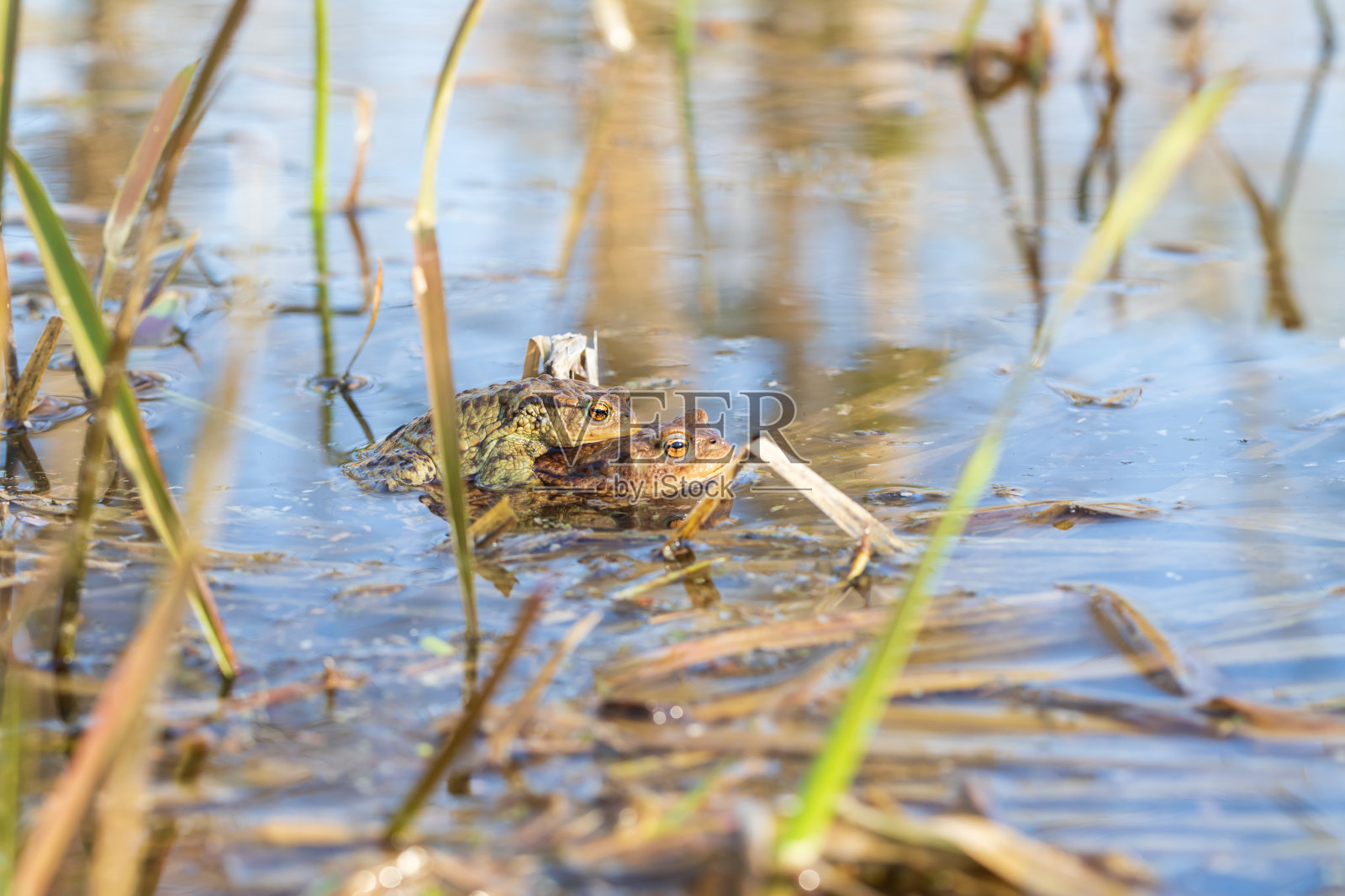 在自然栖息地的大型绿色青蛙。两栖动物在水里。美丽的蟾蜍青蛙。漂亮的焦外成像。照片摄影图片