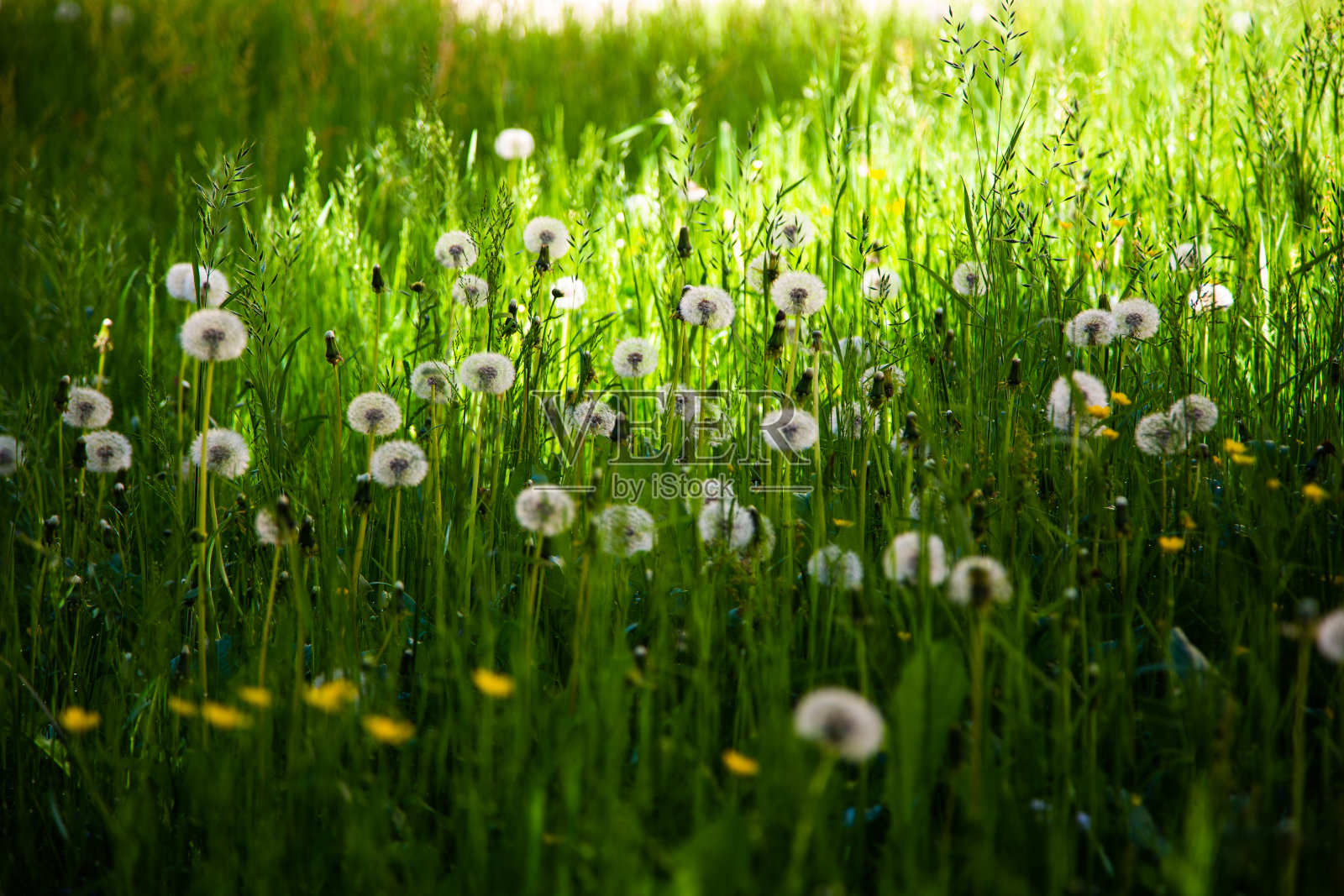 Wesslinger See自然保护区的蒲公英草地照片摄影图片