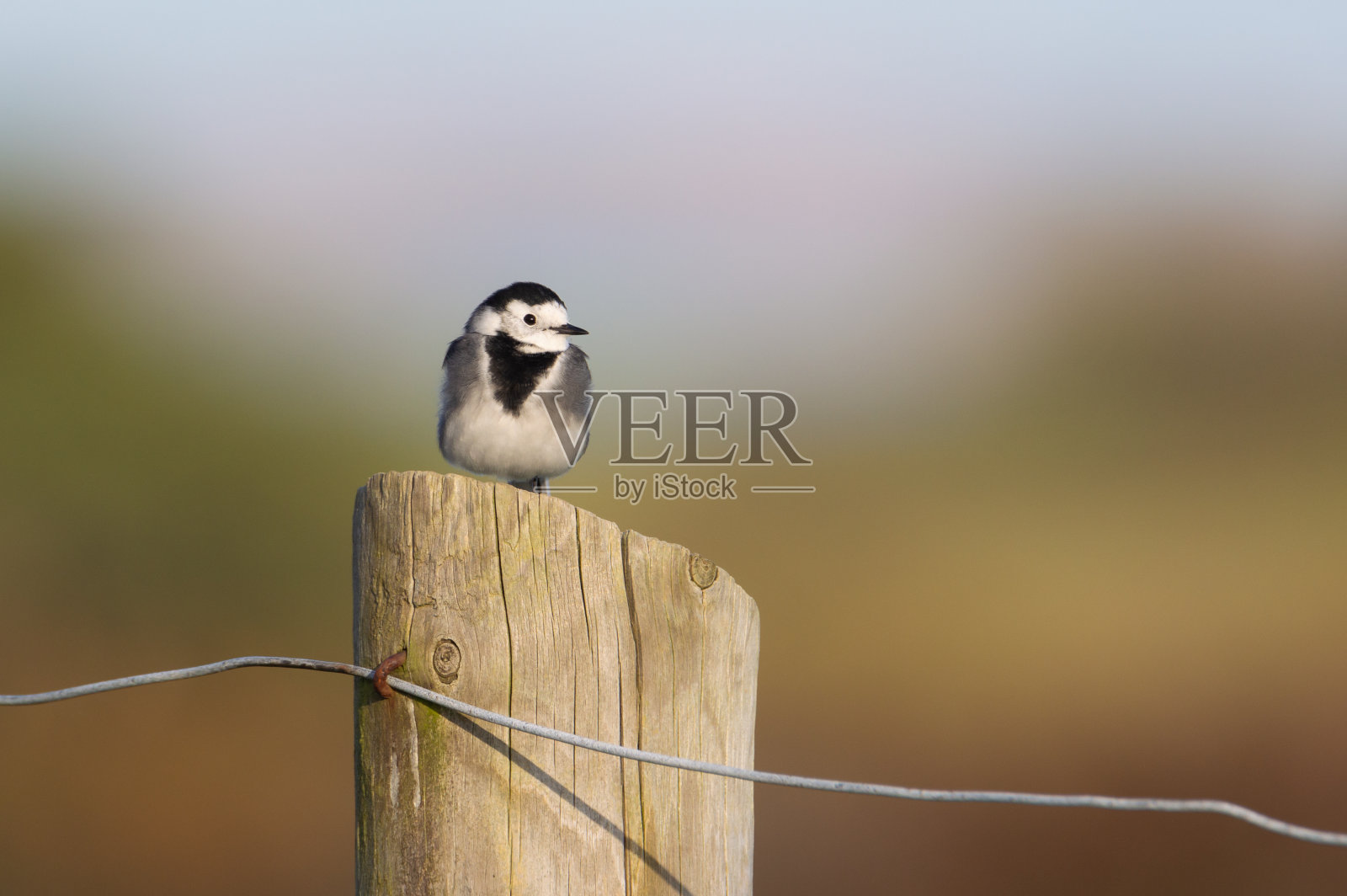 木桩上的花衣鹡鸰照片摄影图片
