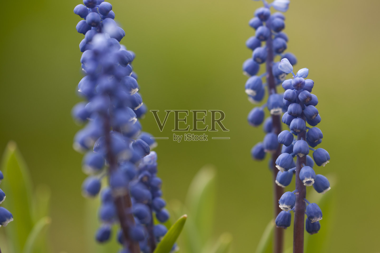 鼠标风信子开花照片摄影图片