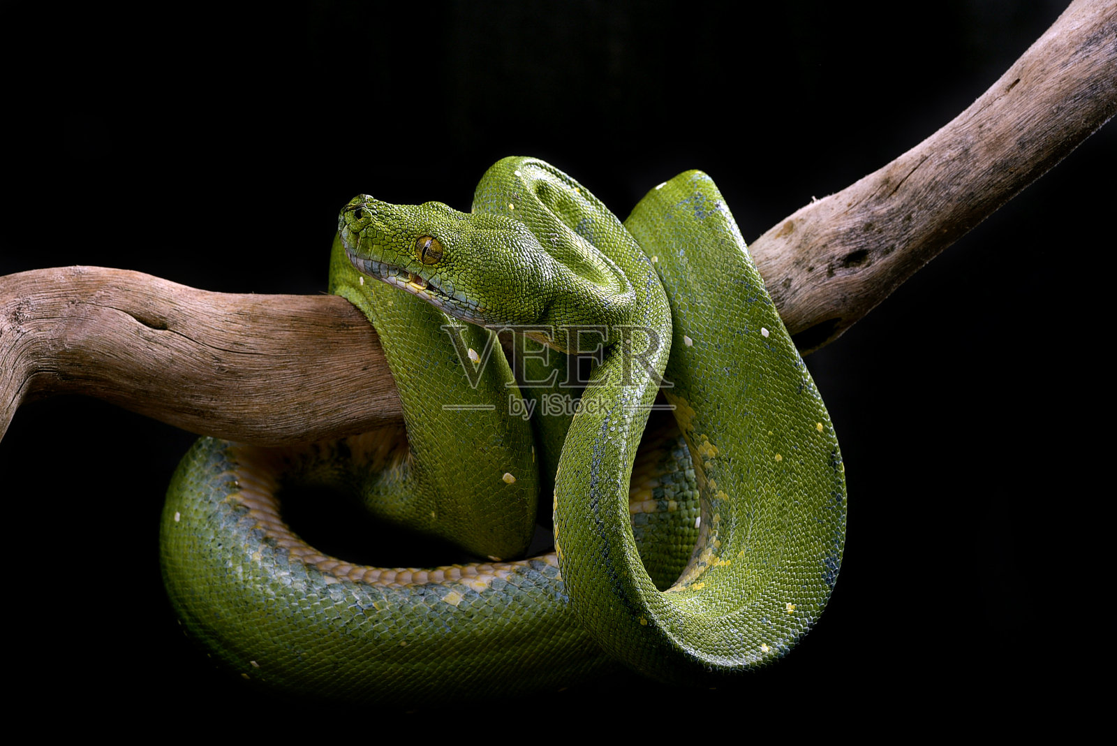 绿色的树phyton在黑色的背景照片摄影图片