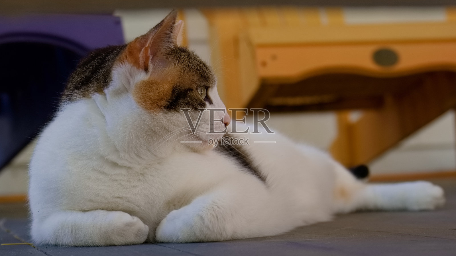 猫看照片摄影图片