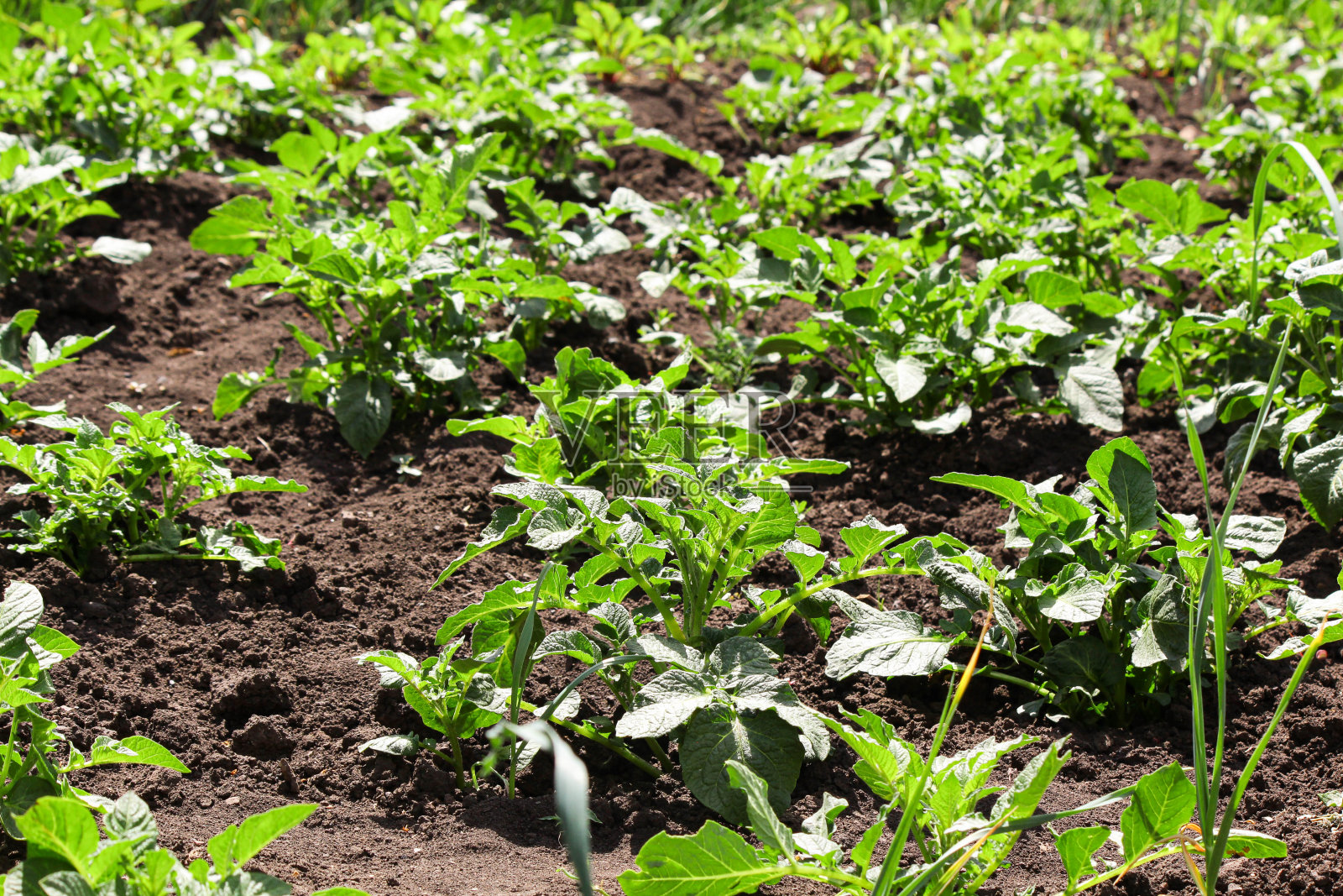 土豆照片摄影图片