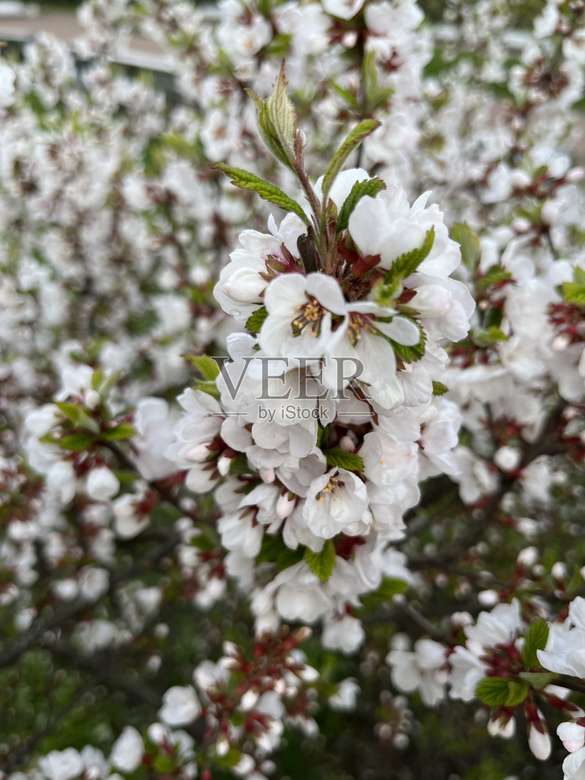 灌木娇嫩，白花盛开照片摄影图片