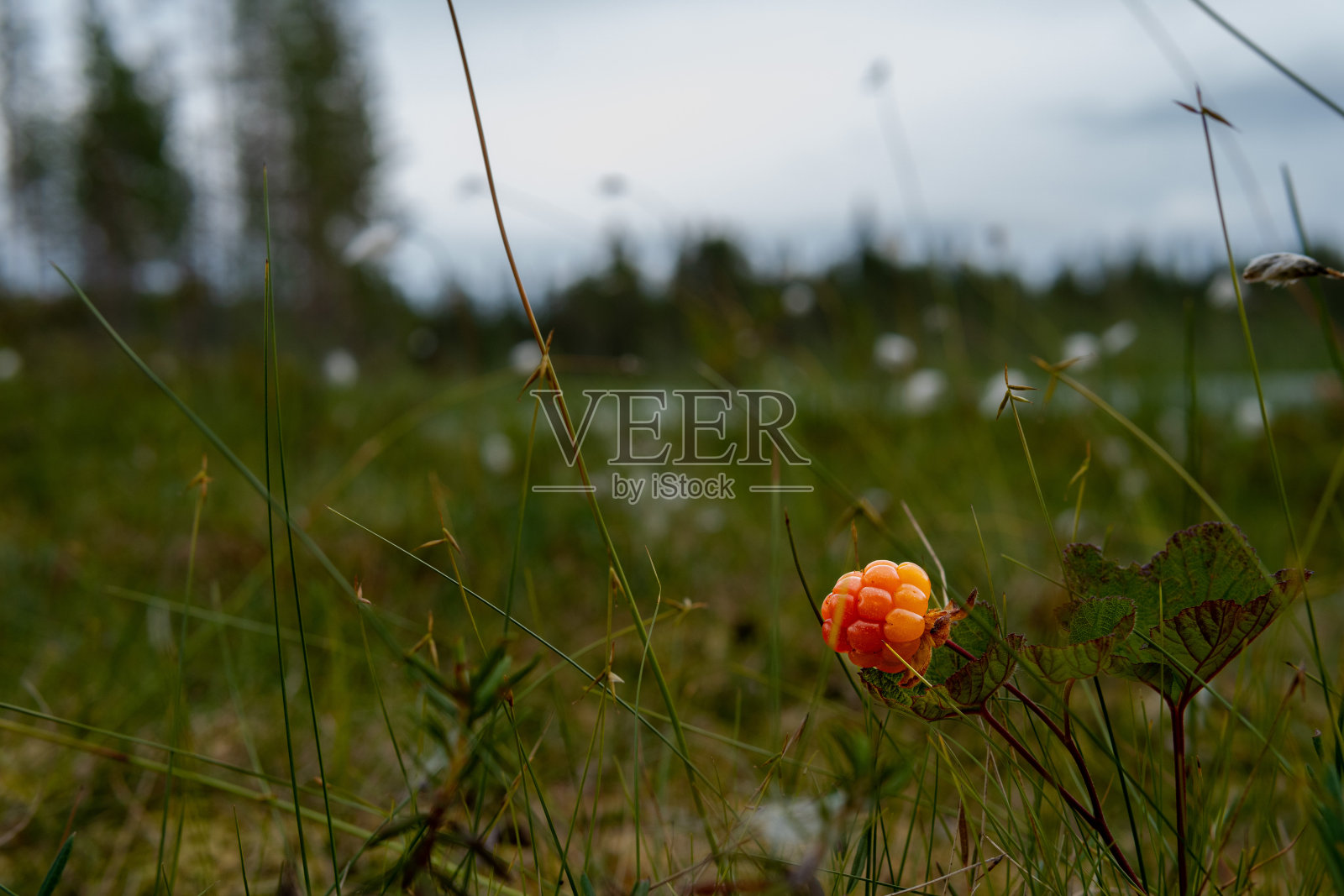 云莓照片摄影图片