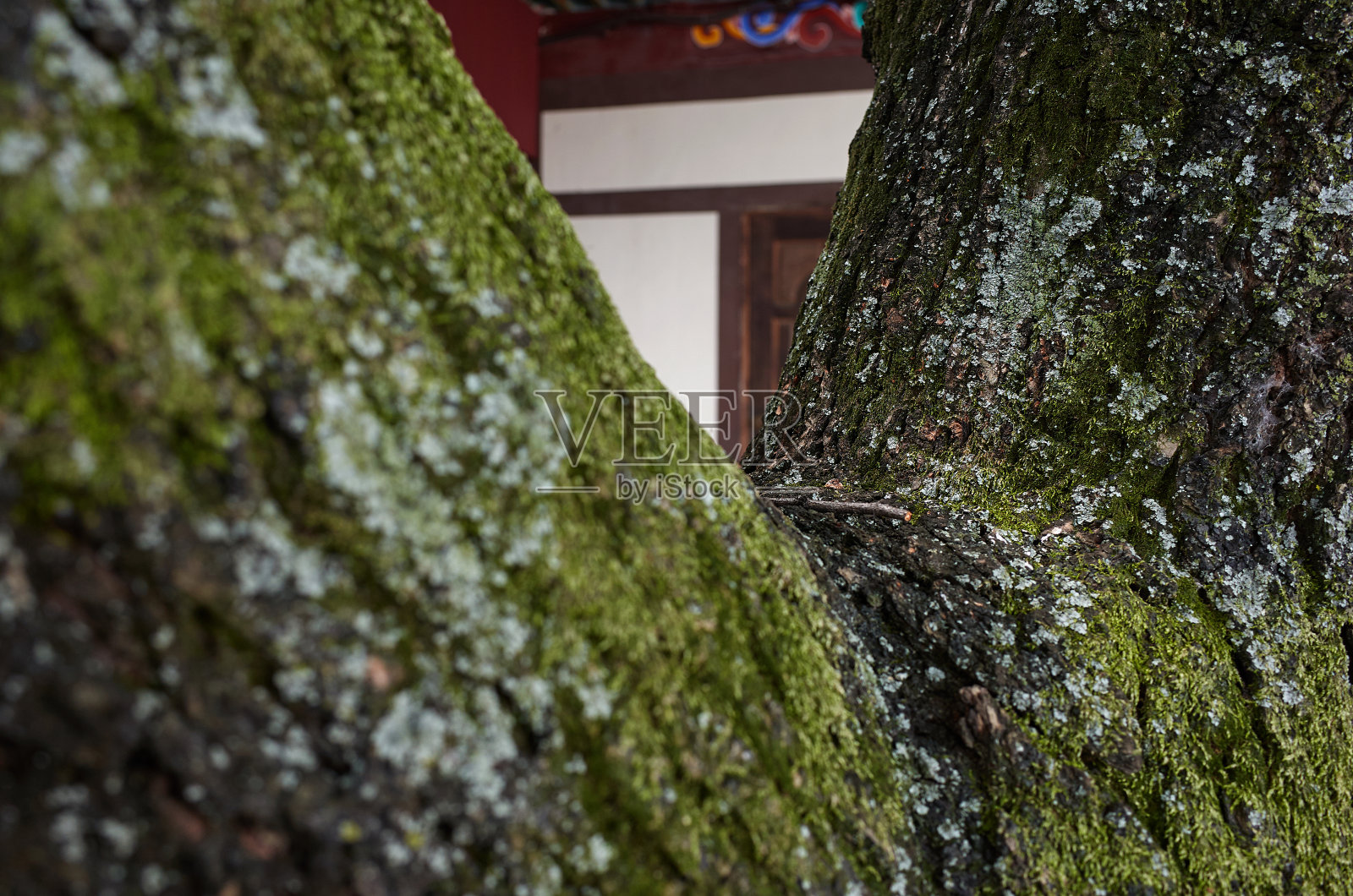 松树照片摄影图片