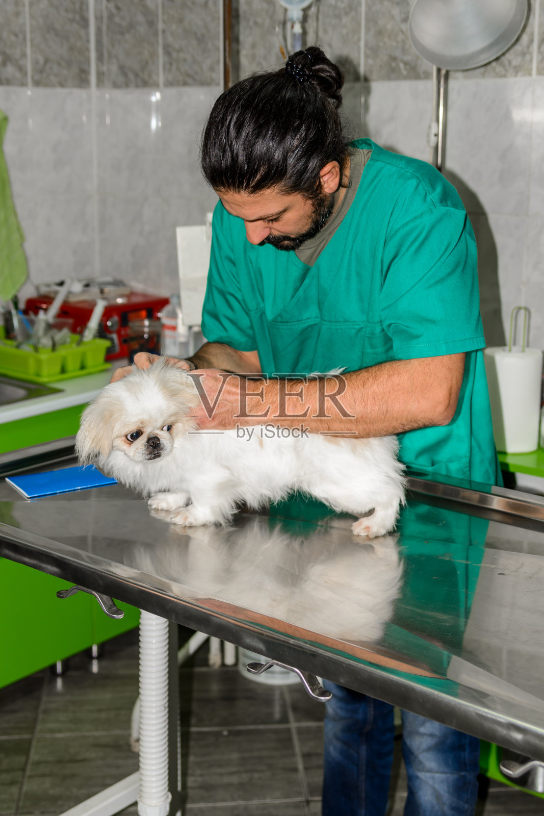 一家兽医医院的医生正在检查一只家养的狗，为手术做准备。照片摄影图片