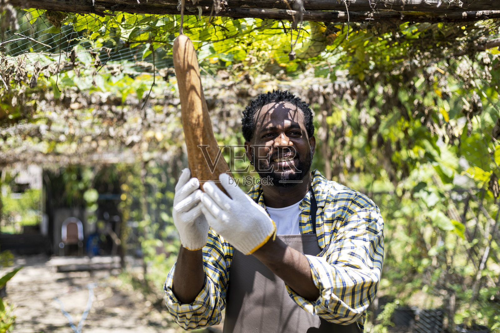 幸福非洲人花园植物在蔬菜温室。照片摄影图片