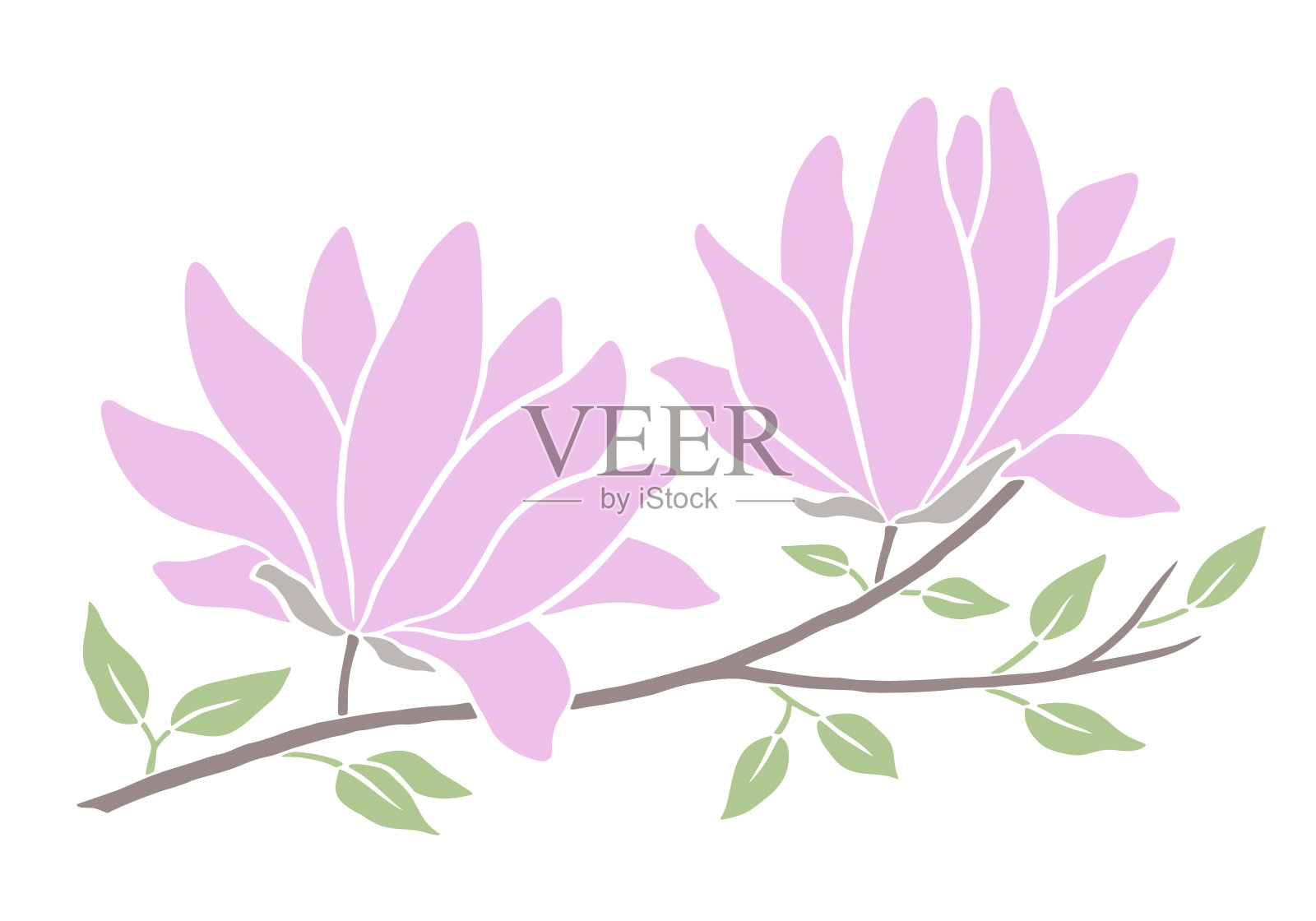 木兰枝带花和叶插画图片素材