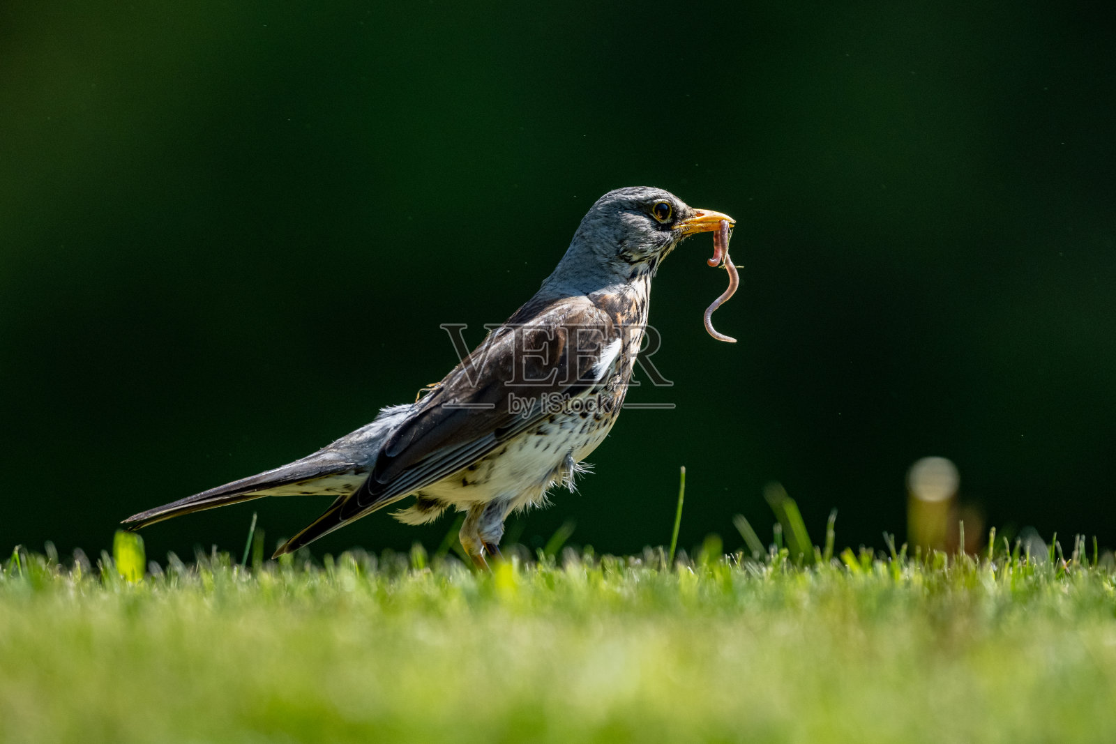 一只鸟在草坪上，嘴里叼着一只毛毛虫。Fieldfare, Turdus pilaris，斯洛伐克。照片摄影图片