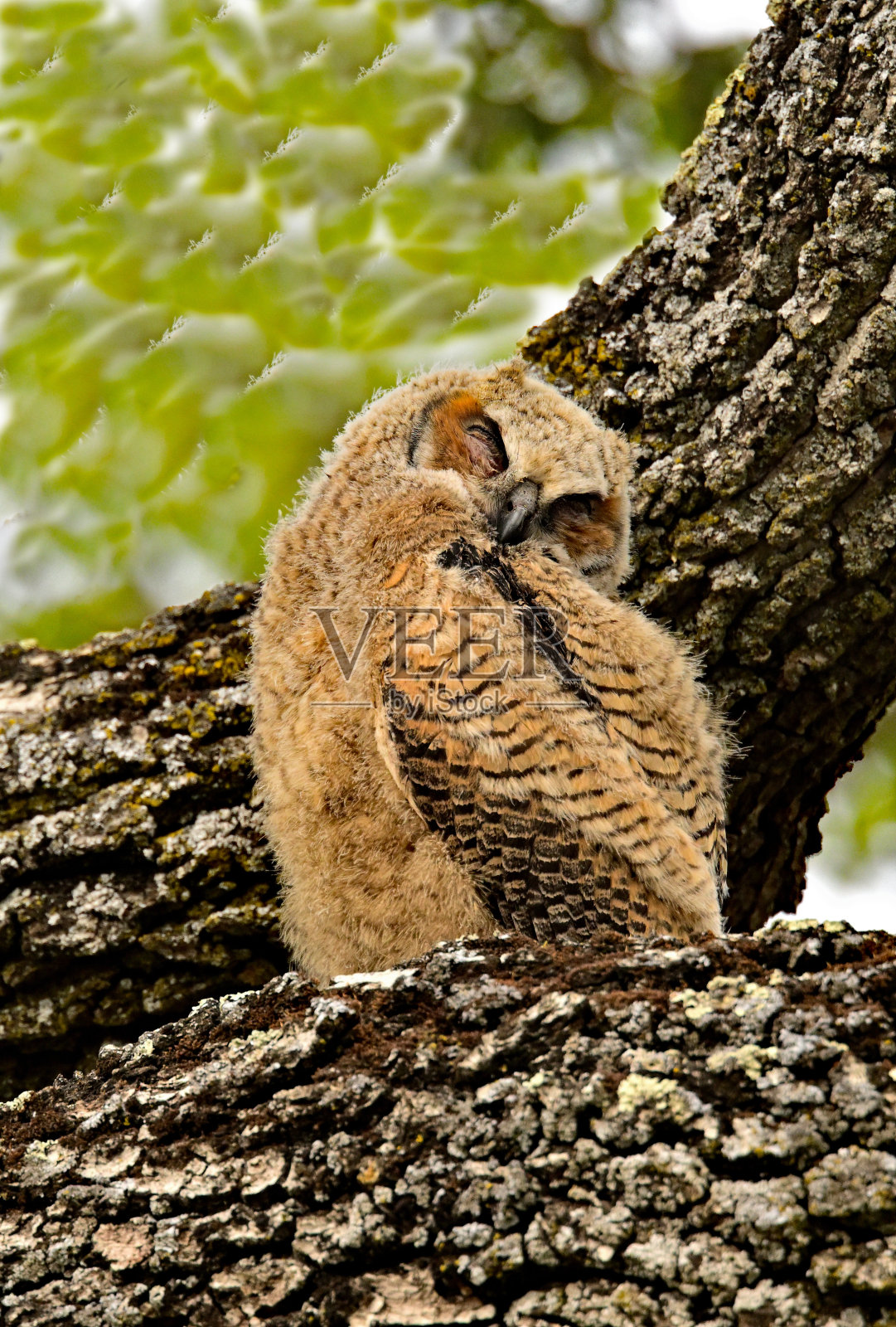 大角猫头鹰照片摄影图片