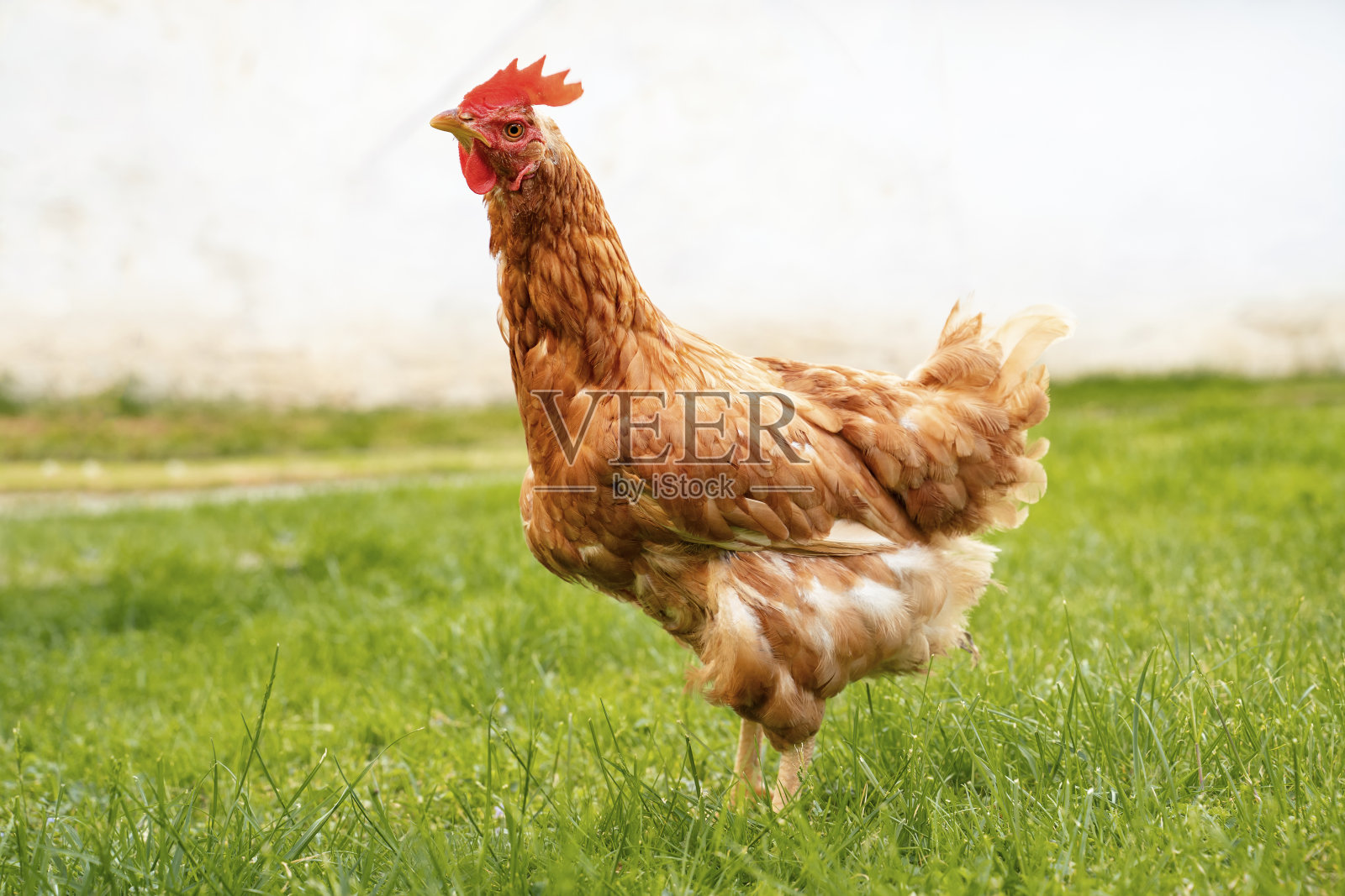 鸡站在草地上，有机产蛋照片摄影图片