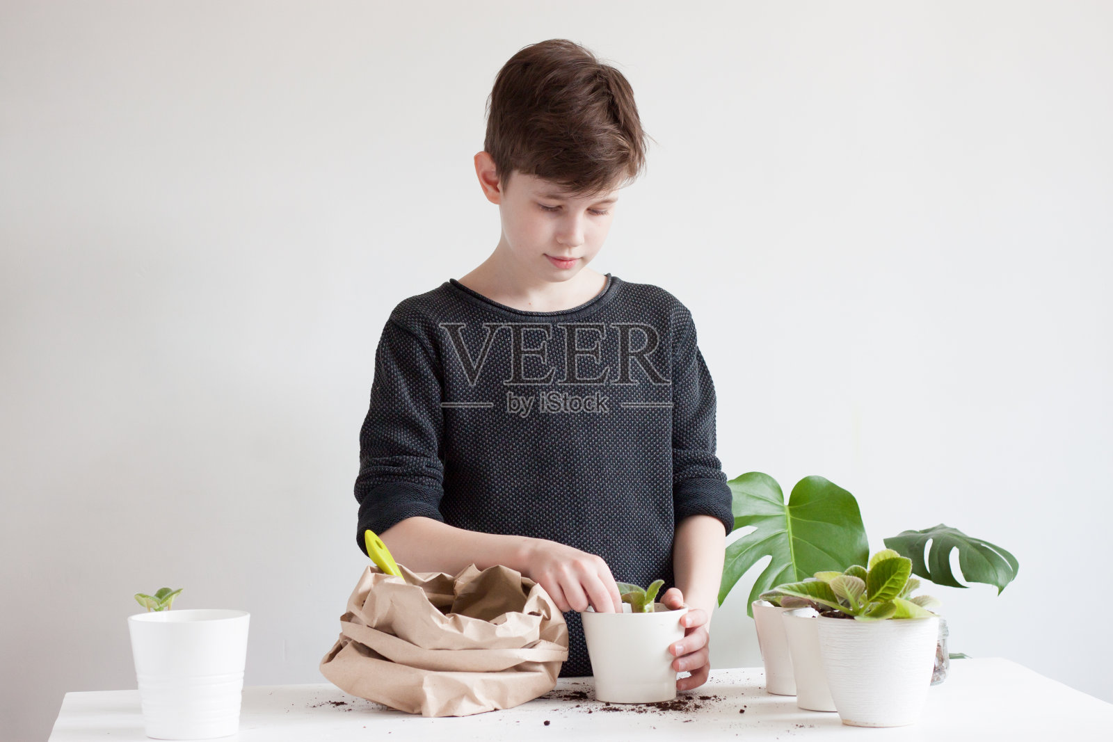 将家养植物移栽到花盆中。照片摄影图片