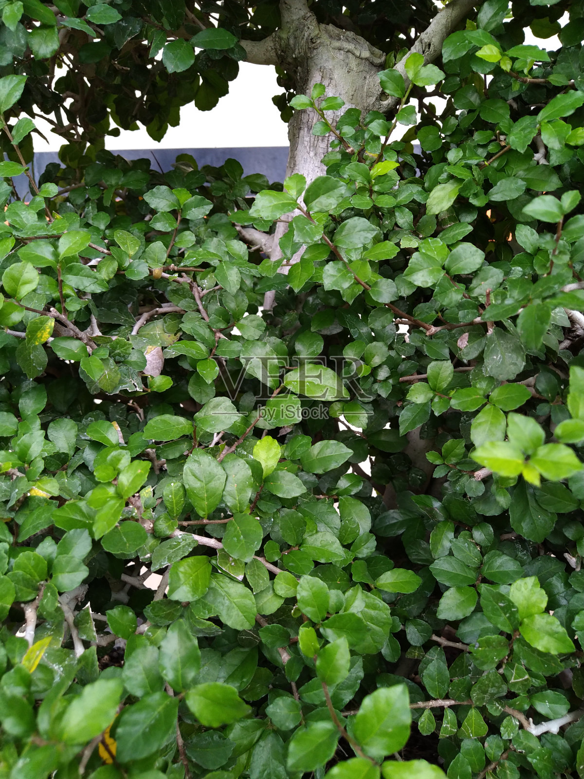 小绿叶植物照片摄影图片