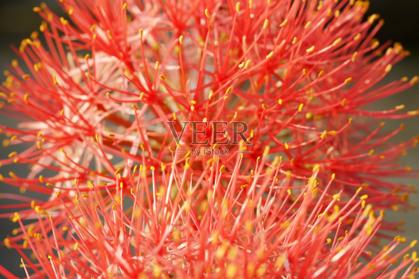 血百合的花照片摄影图片