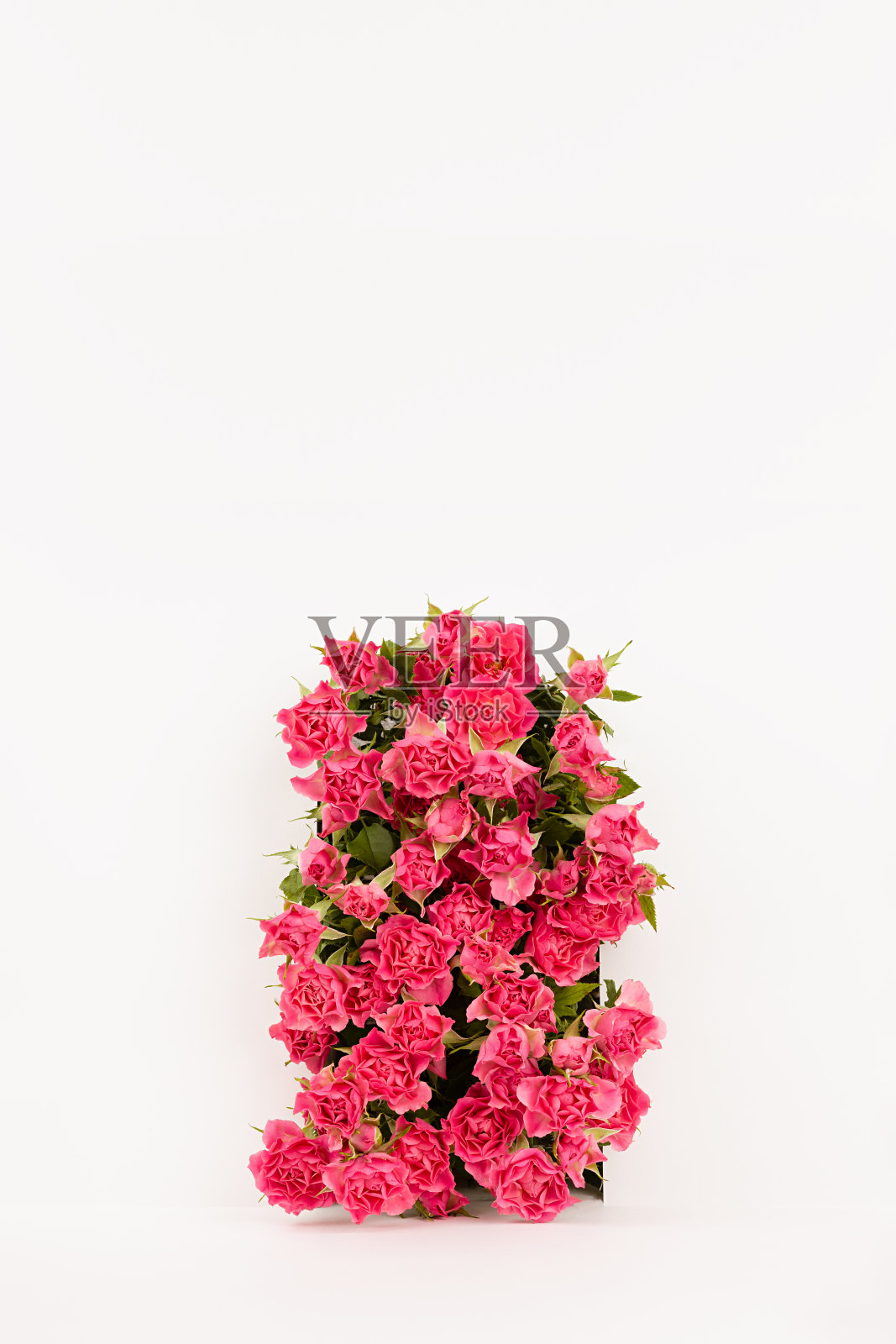 新鲜的粉色玫瑰作为拱门抽象的白色场景模型为展示化妆品或商品，复制空间，垂直。明亮浪漫的夏季广告模板，设计。照片摄影图片