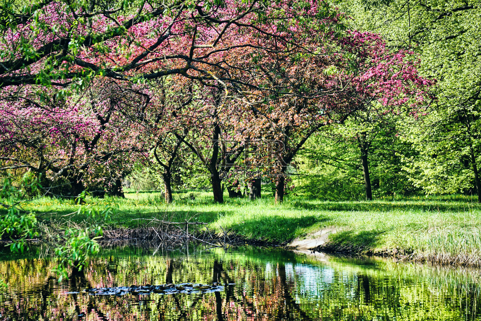 在公园里开日本樱花照片摄影图片