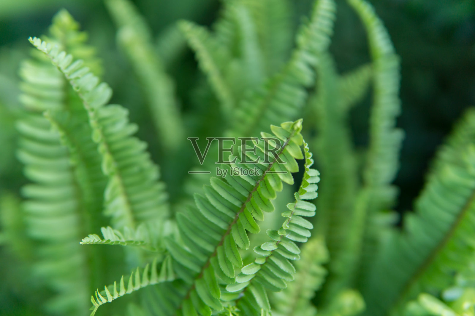 新鲜蕨类叶图案背景，特写自然新鲜绿叶背景。照片摄影图片