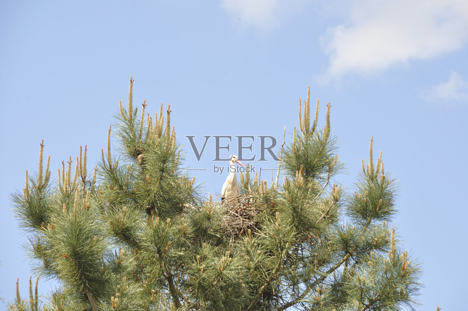 葡萄牙的Avairo鹳巢照片摄影图片