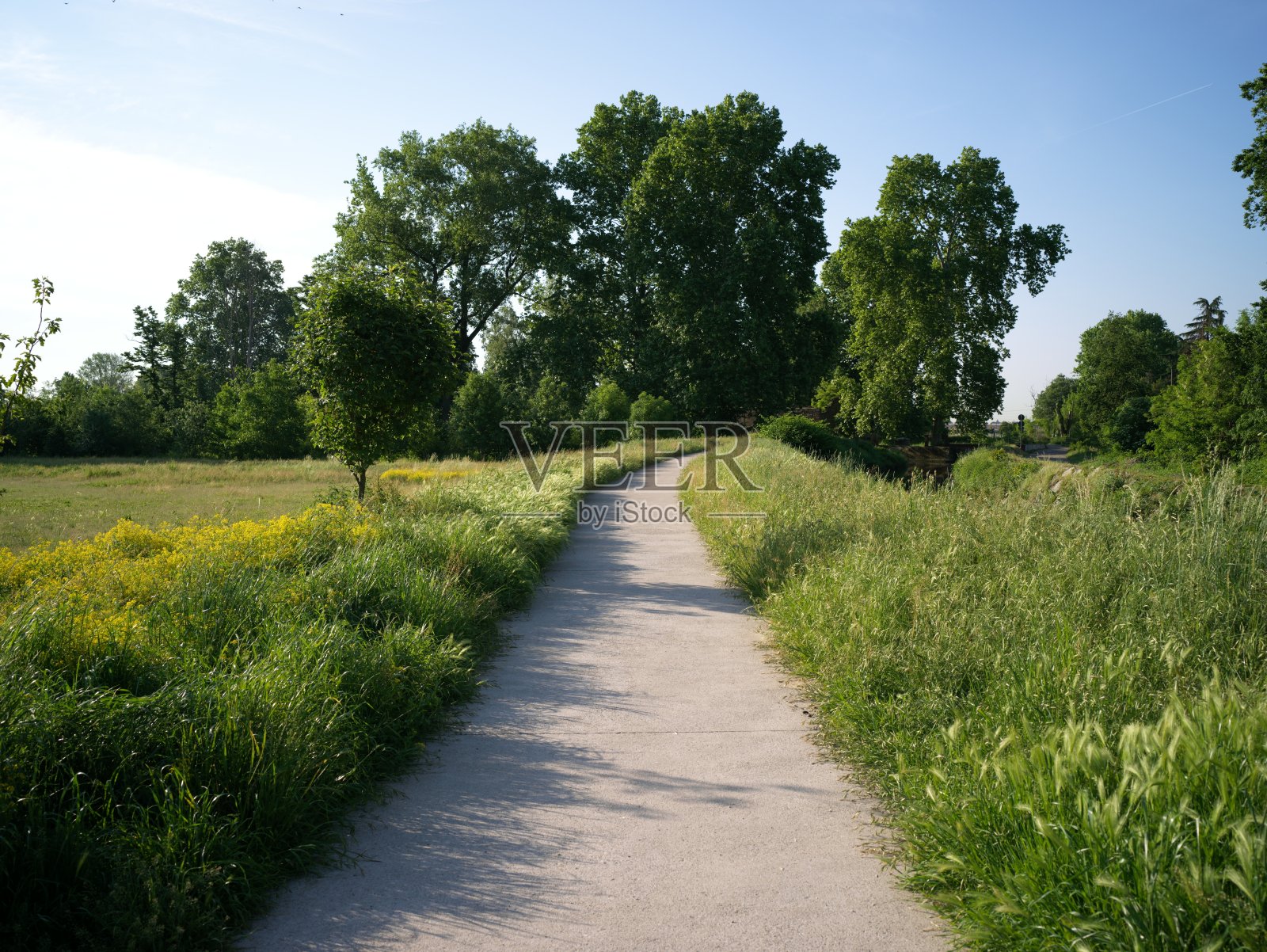 春天的公园照片摄影图片