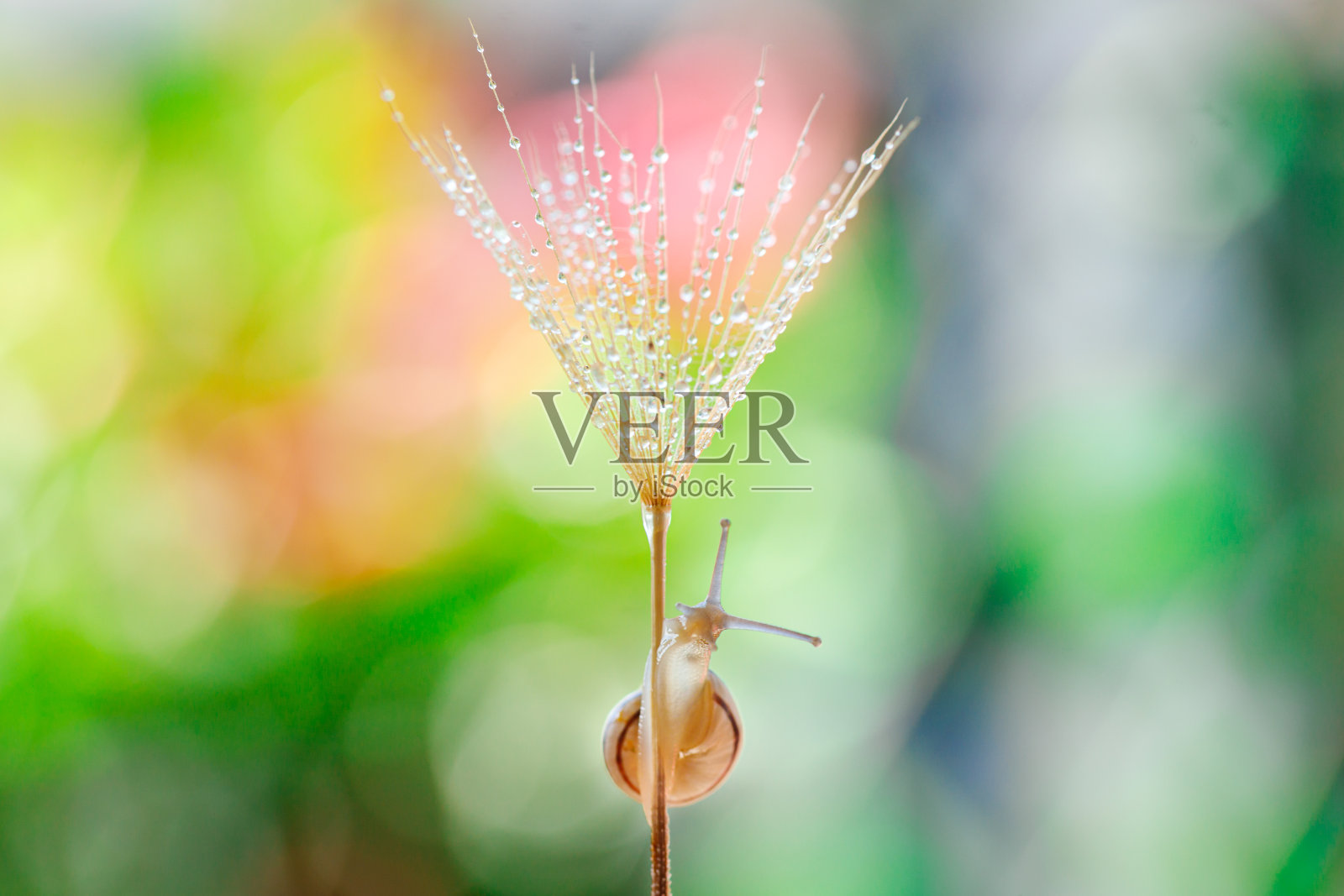 蜗牛在黄花上的特写。照片摄影图片