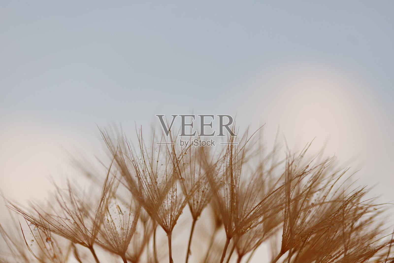 蒲公英与水滴过滤照片摄影图片