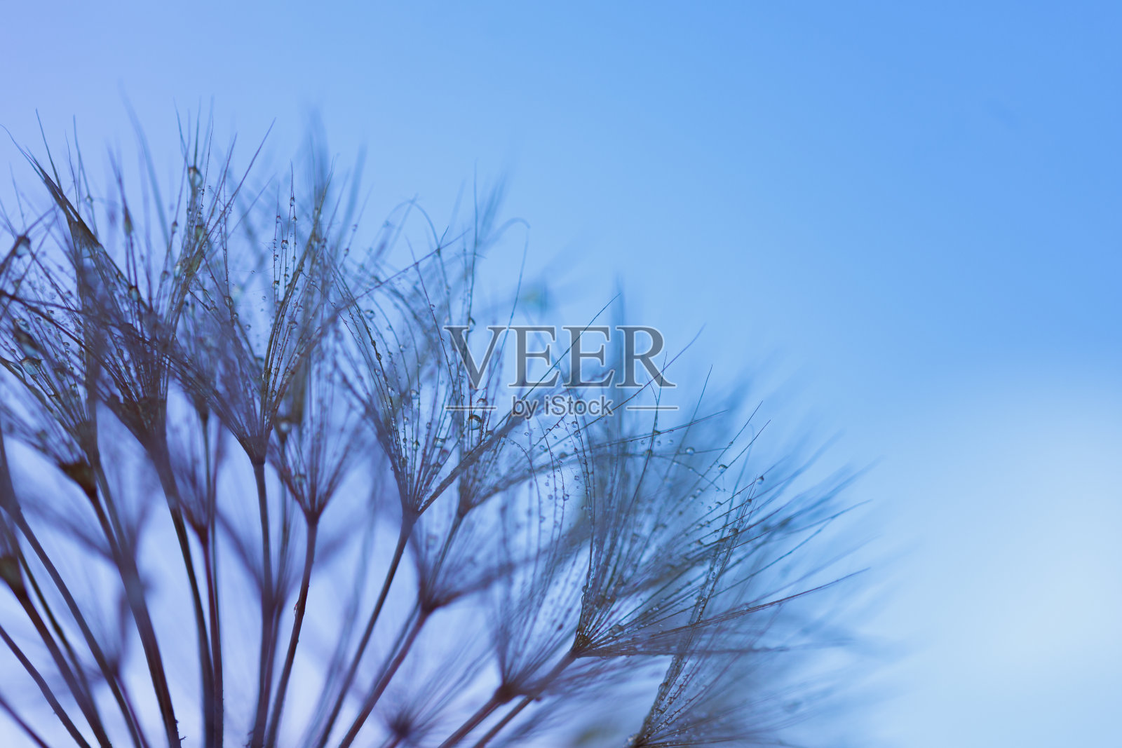 蒲公英与水滴过滤照片摄影图片