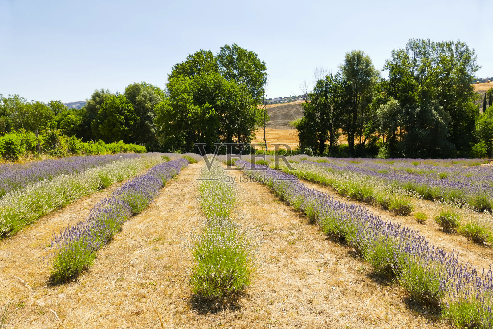 盛开的薰衣草田。意大利照片摄影图片