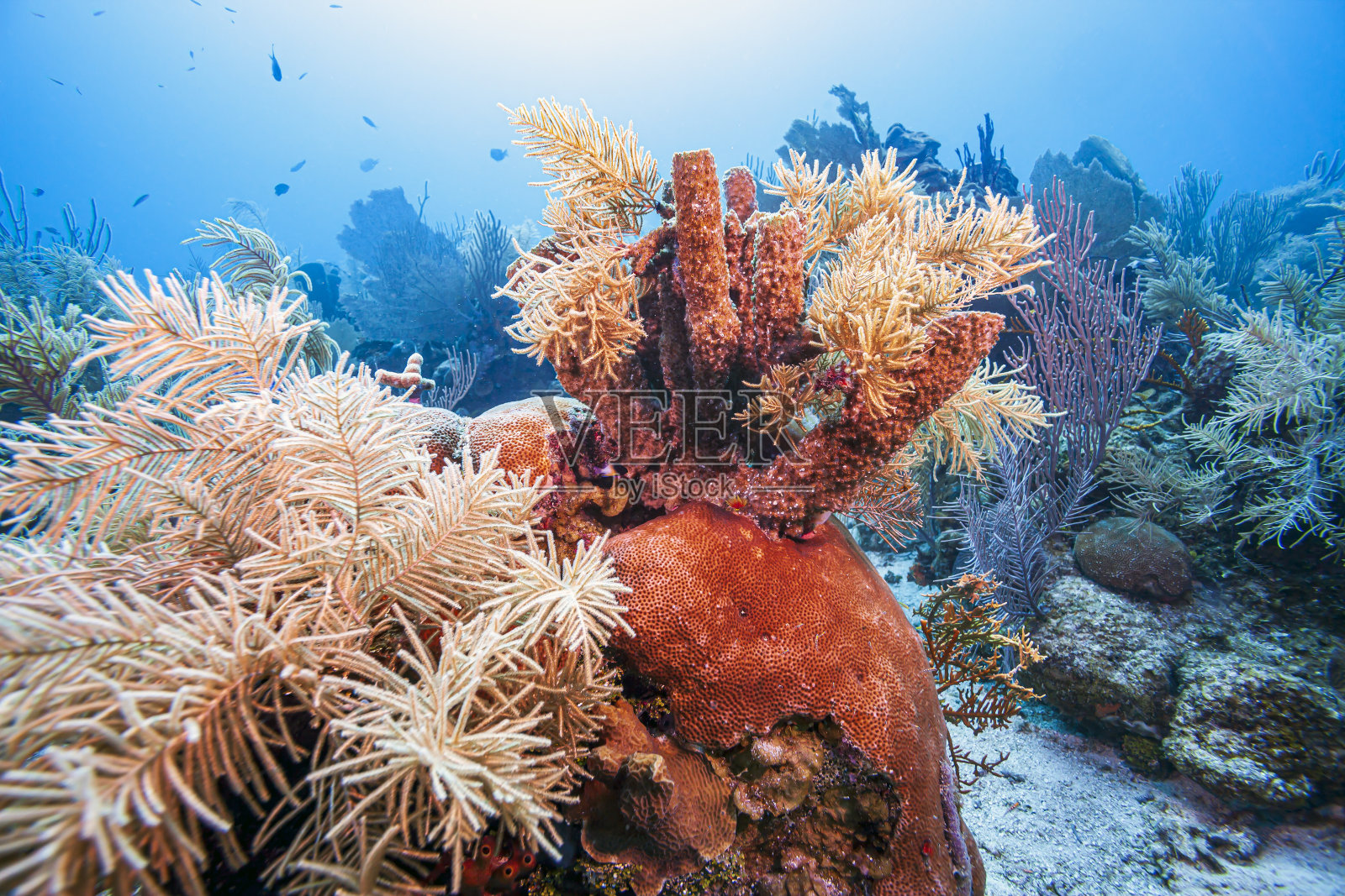 加勒比珊瑚花园照片摄影图片