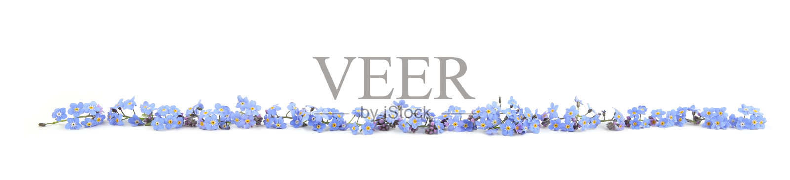 春天蓝色的花孤立在白色背景。照片摄影图片