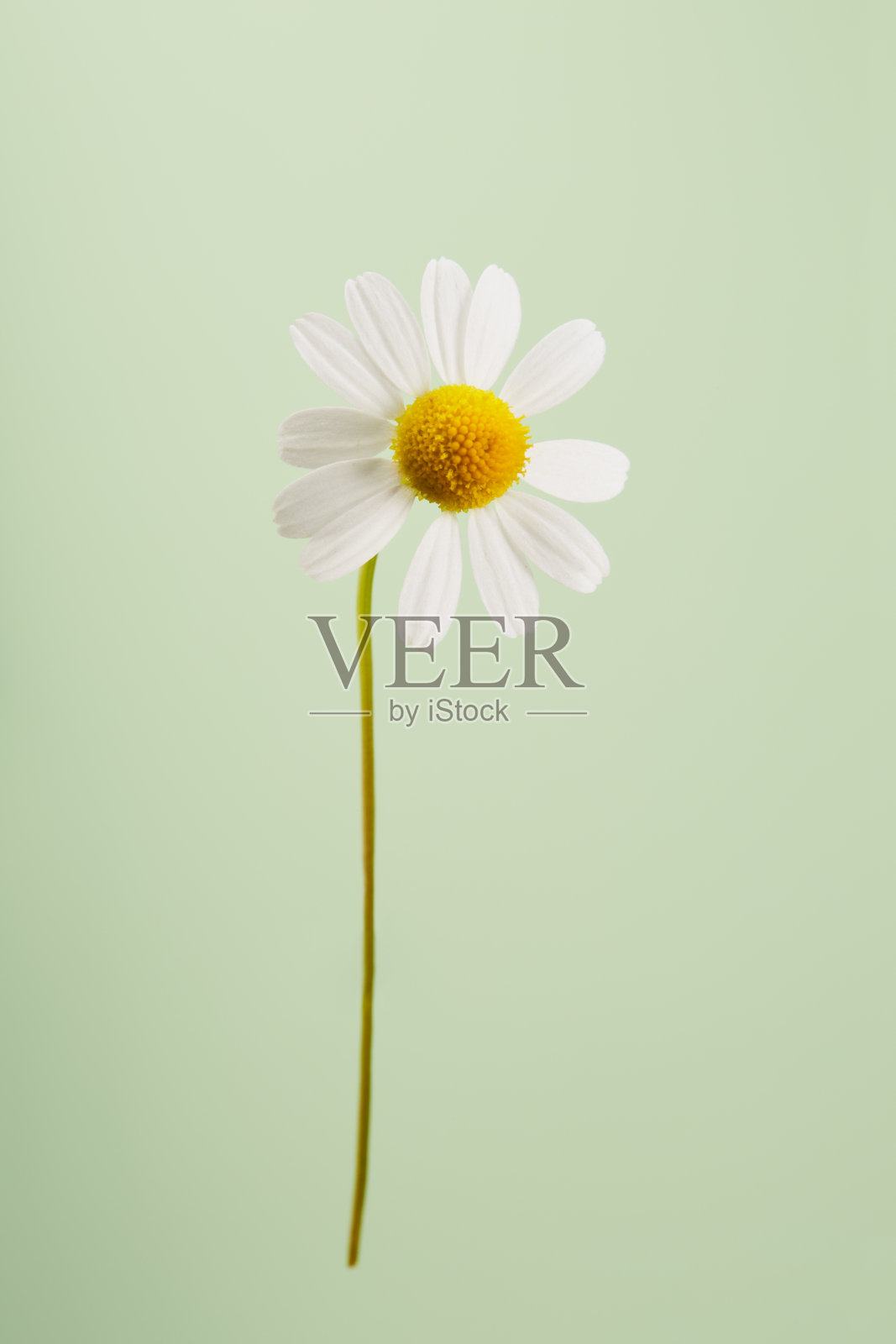 黛西以柔和的绿色为背景照片摄影图片